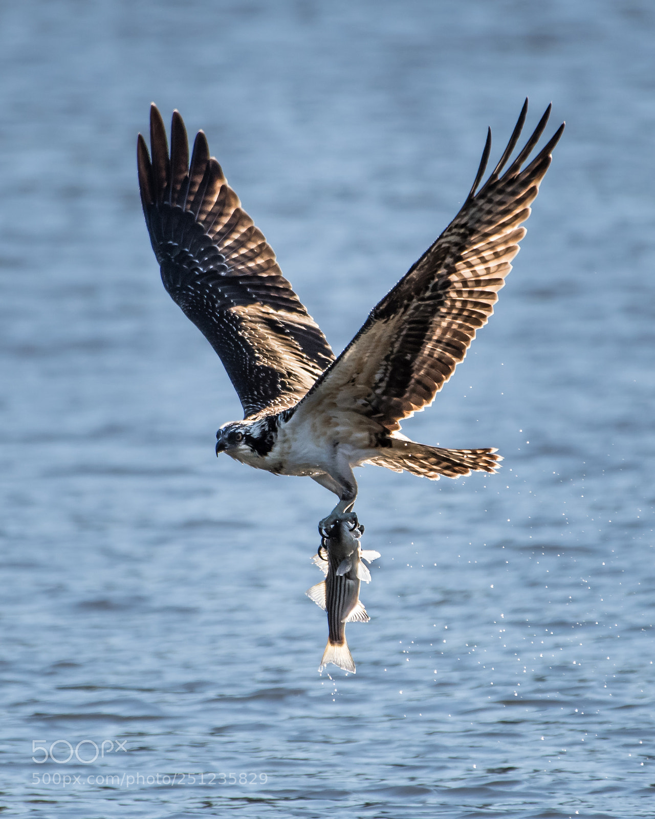 Nikon D500 sample photo. Osprey in flight with photography