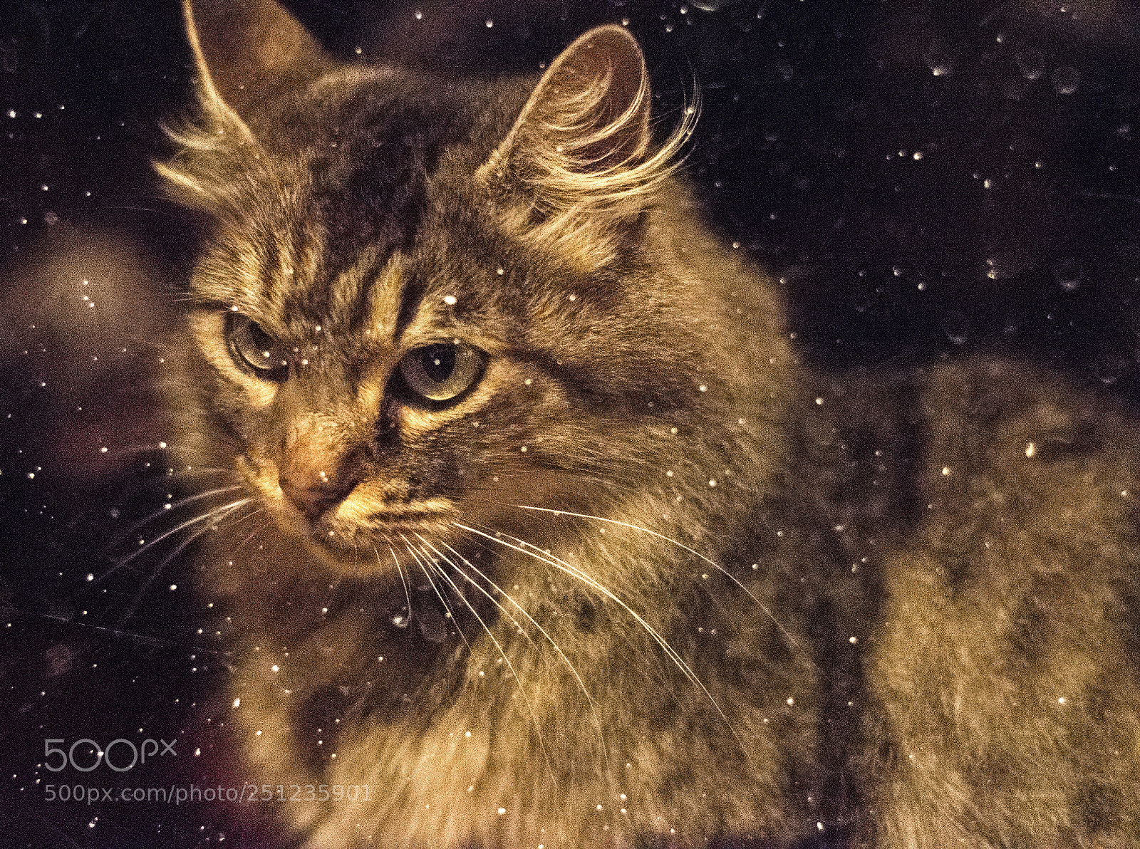 Nikon D5500 sample photo. Gato photography