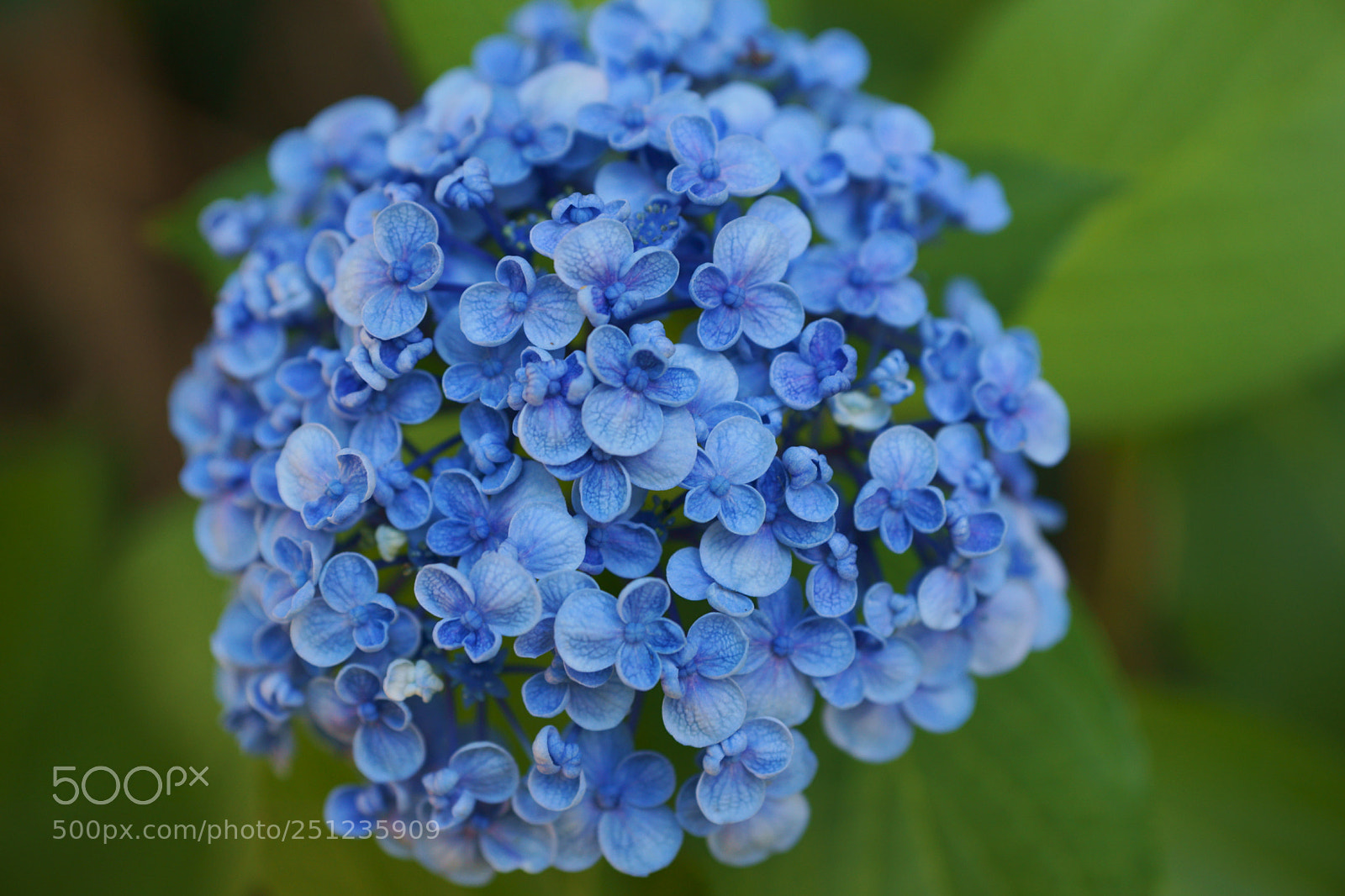 Sony SLT-A99V sample photo. Midnight blue hydrangeas photography