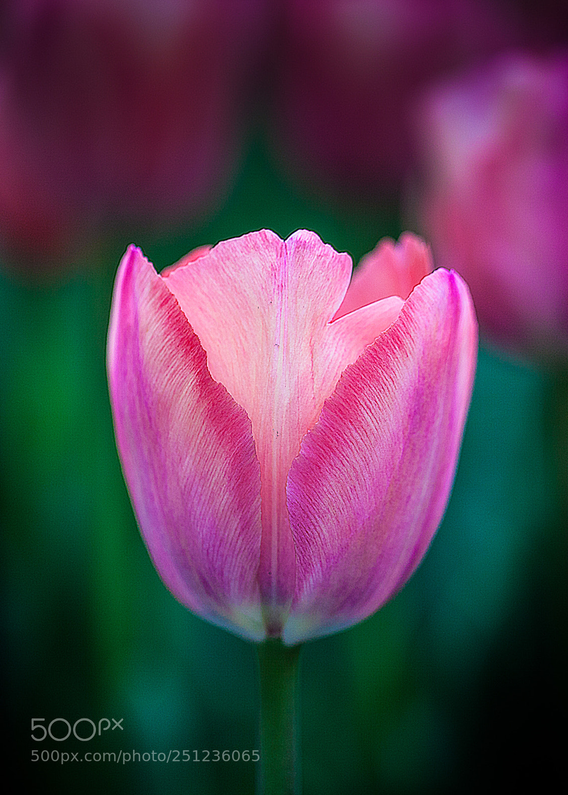 Canon EOS 5D Mark II sample photo. Lotus in the pond photography