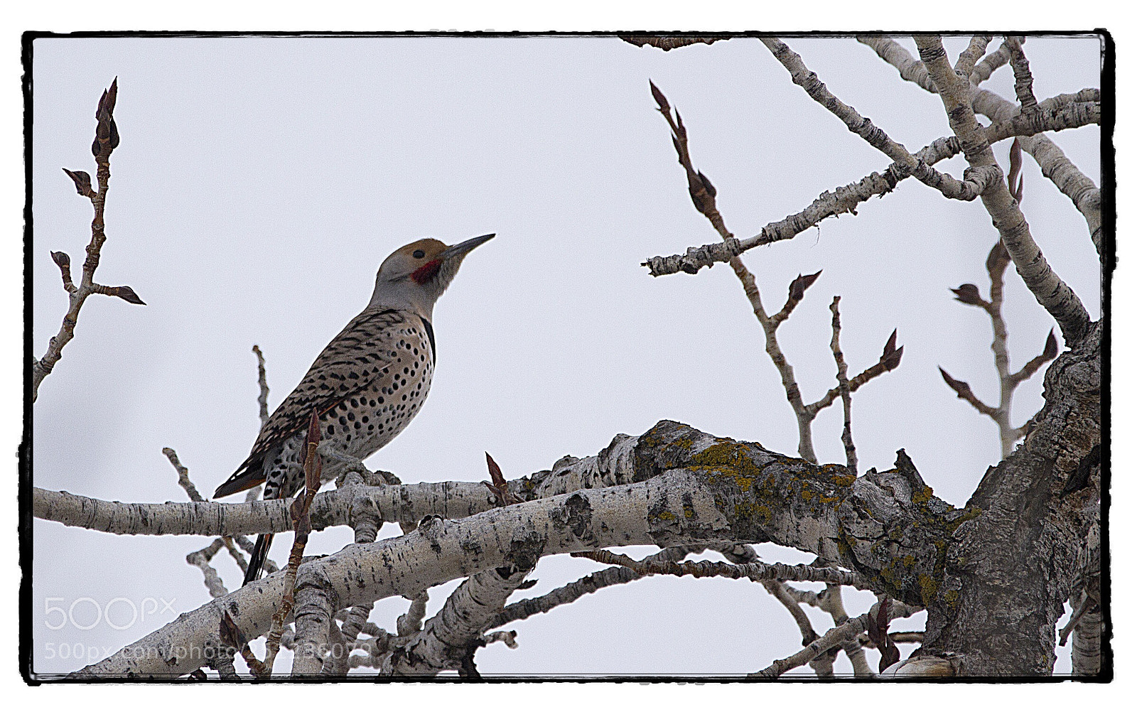 Canon EOS 7D sample photo. Flicker listening for its photography