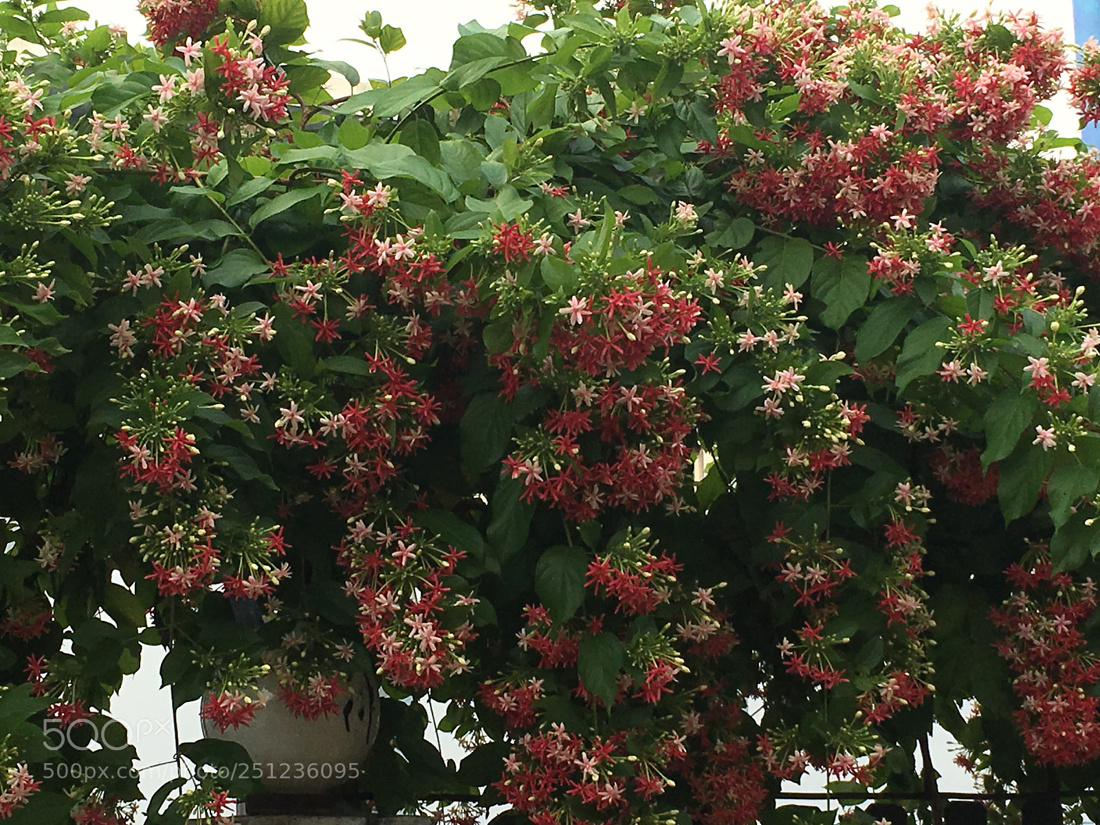 Apple iPhone 6s sample photo. Flower photography