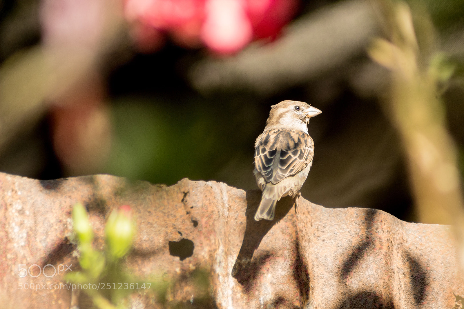 Canon EOS 1300D (EOS Rebel T6 / EOS Kiss X80) sample photo. Bird!! photography