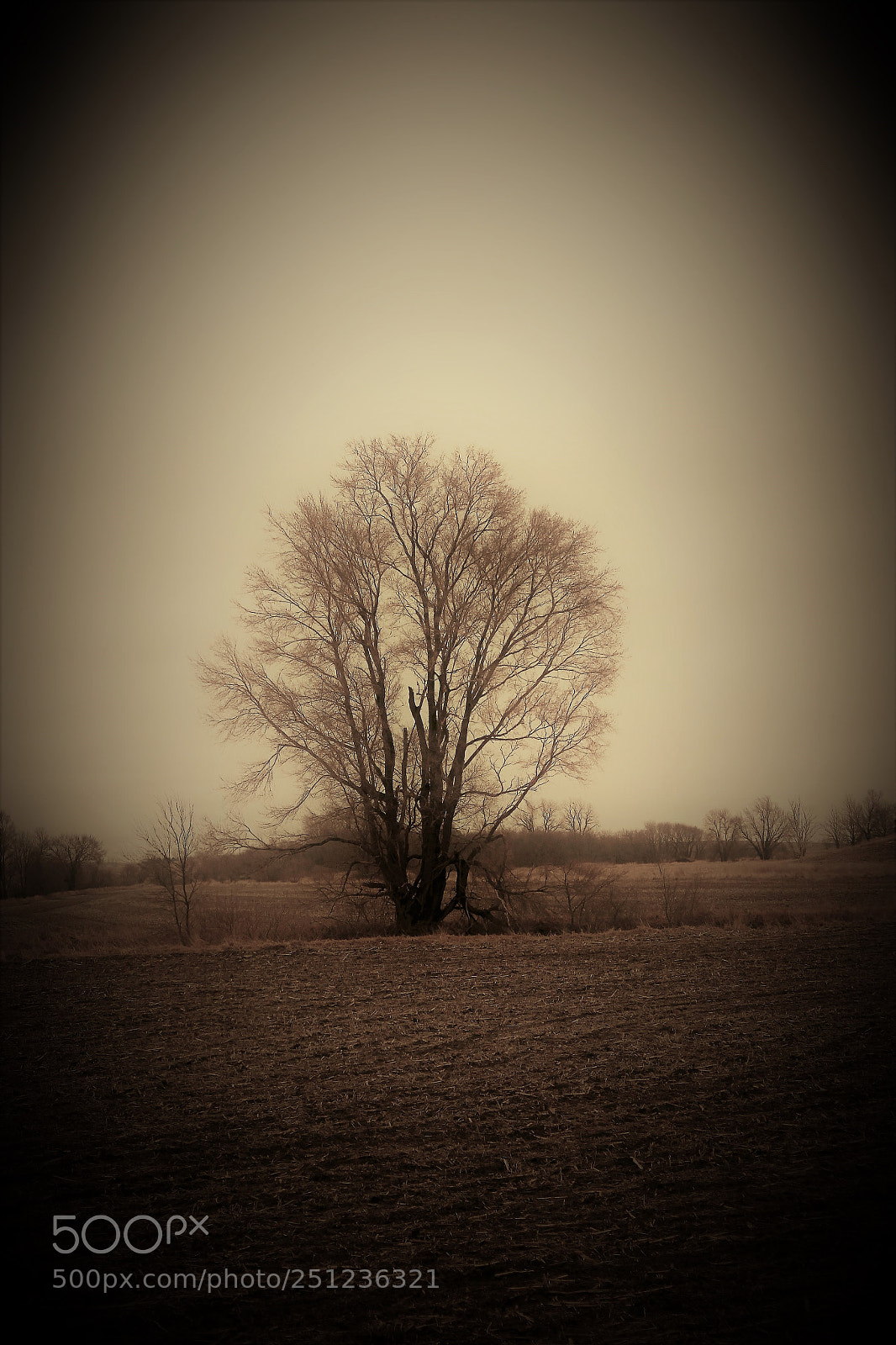 Canon EOS 500D (EOS Rebel T1i / EOS Kiss X3) sample photo. Vintage tree photography
