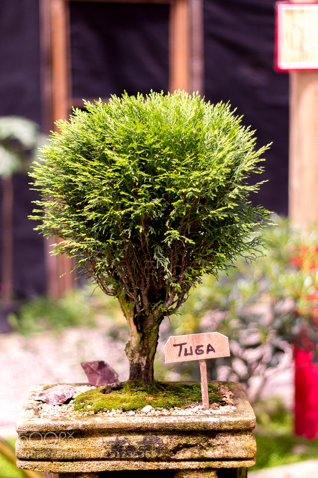 Canon EOS 7D sample photo. Tuga bonsai photography