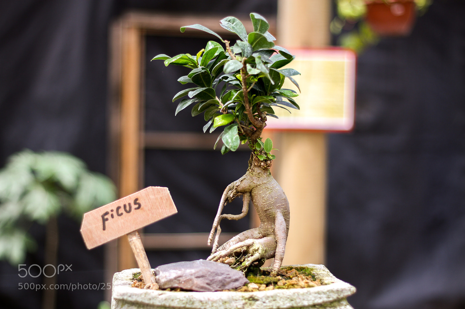 Canon EOS 7D sample photo. Ficus bonsai photography
