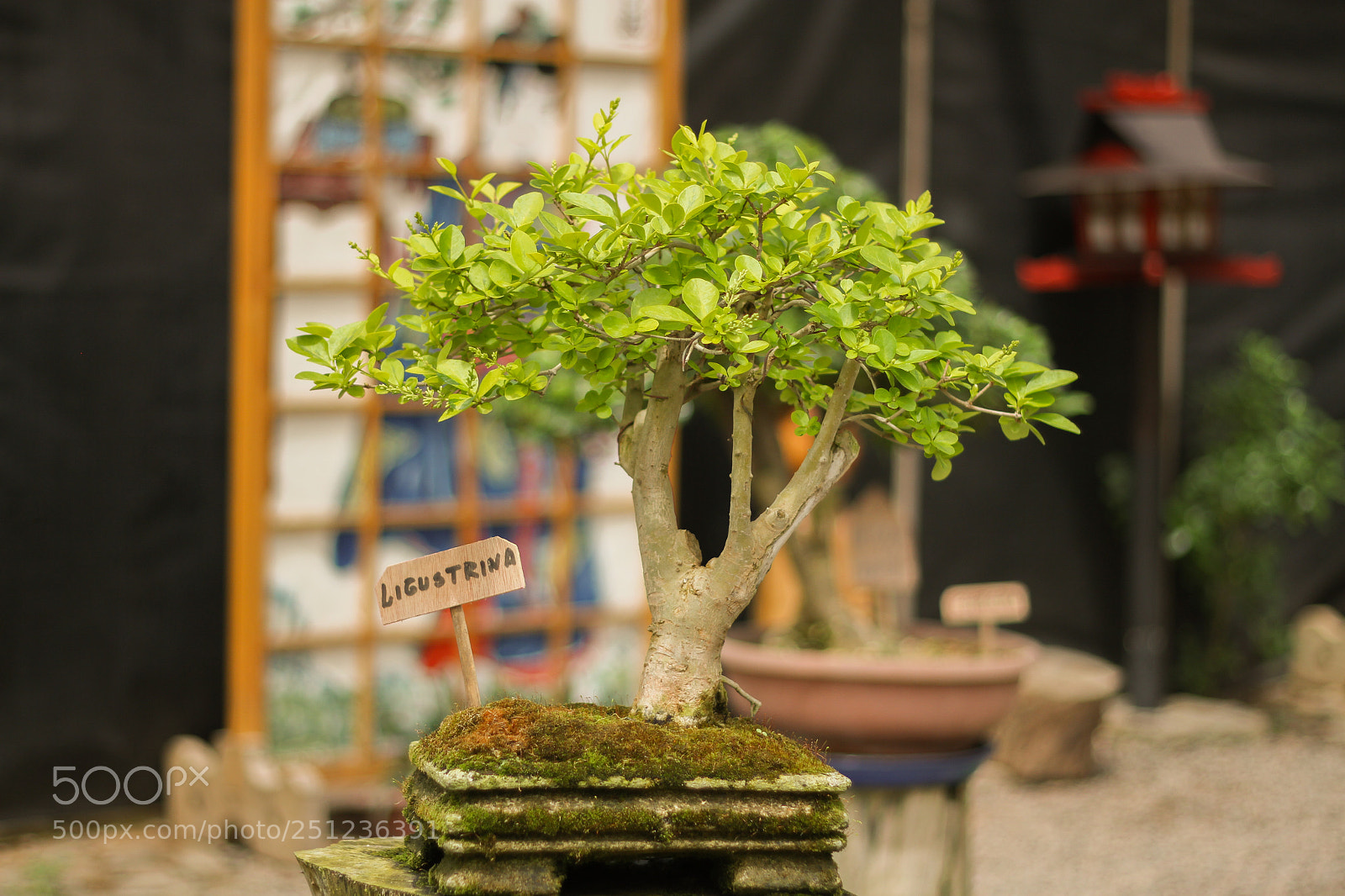 Canon EOS 7D sample photo. Ligustrina bonsai photography