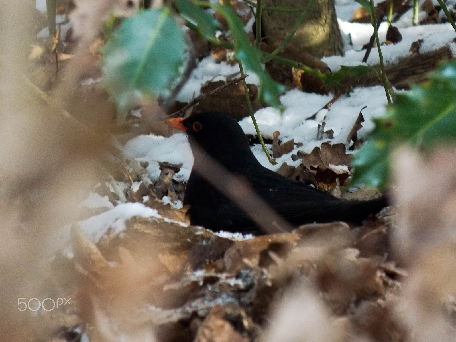 Nikon COOLPIX L320 sample photo. Nesting blackbird photography