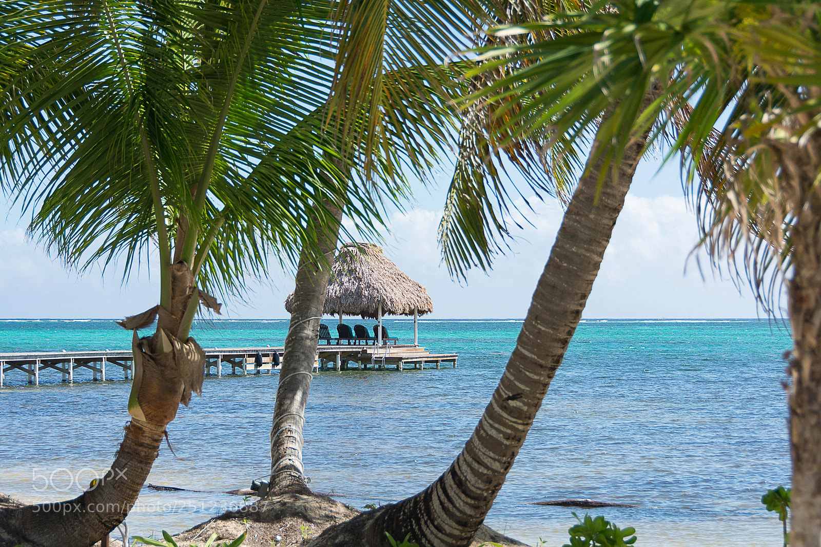 Nikon D7100 sample photo. View through the palm photography