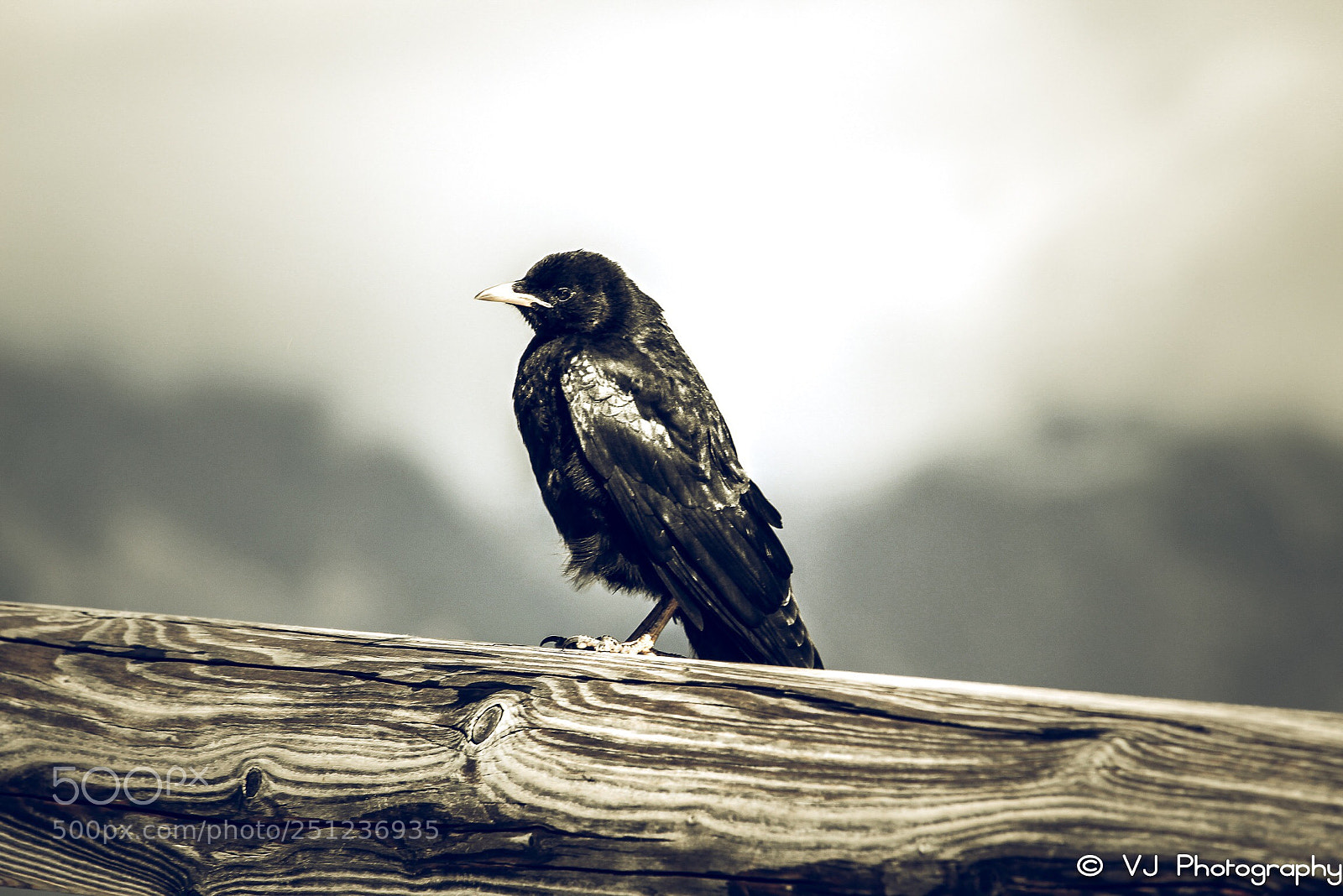 Canon EOS 700D (EOS Rebel T5i / EOS Kiss X7i) sample photo. Eagle s nest on photography