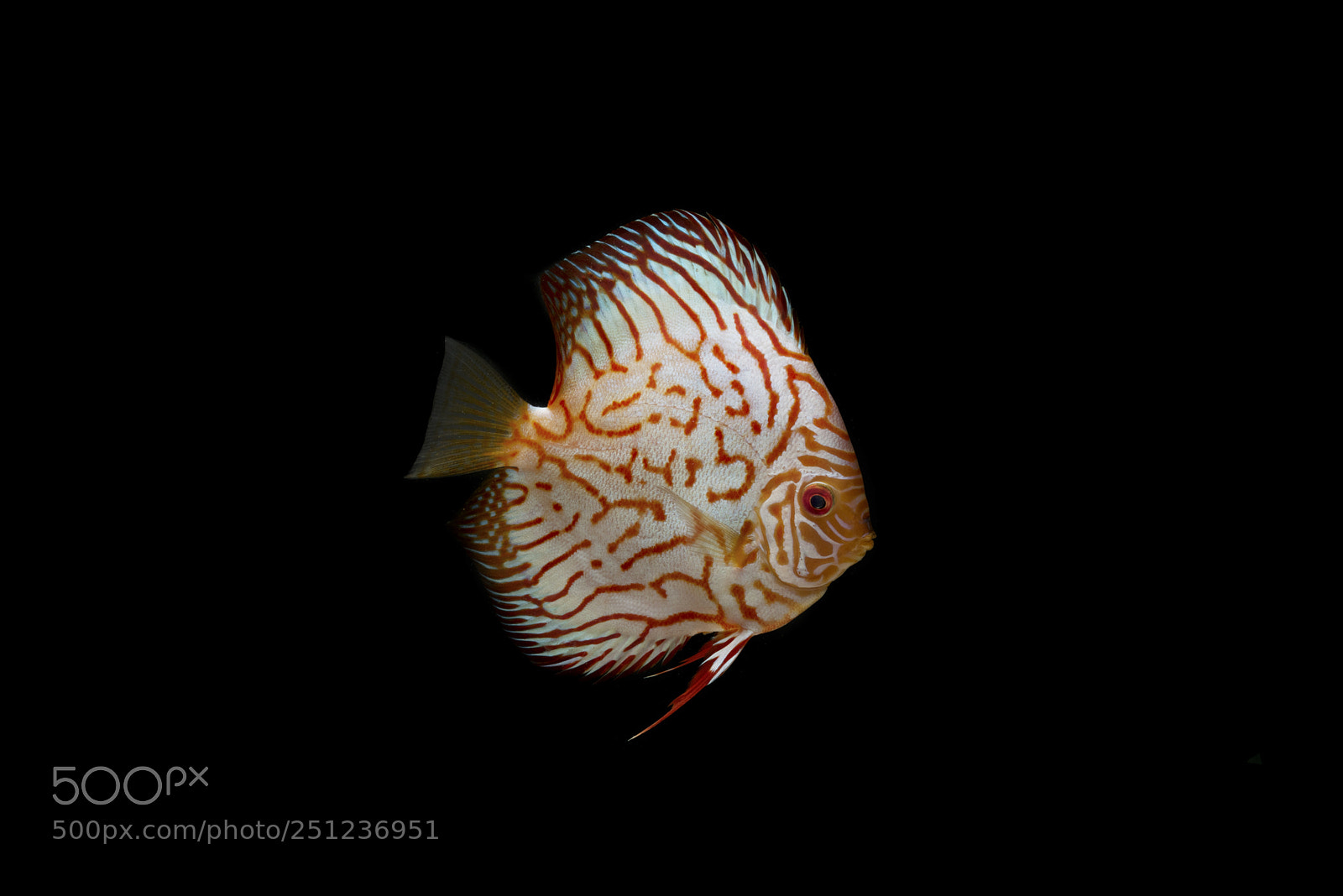 Nikon D750 sample photo. Discus fish isolated on photography