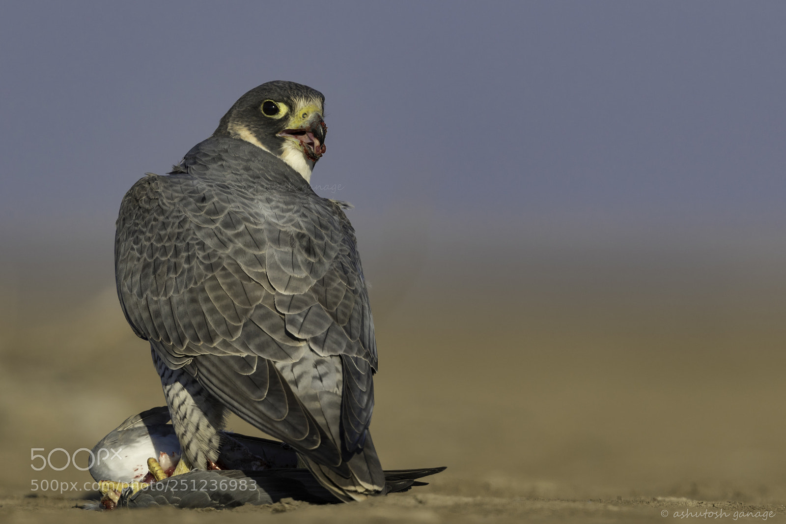 Canon EOS 7D Mark II sample photo. Perigrine falcon photography