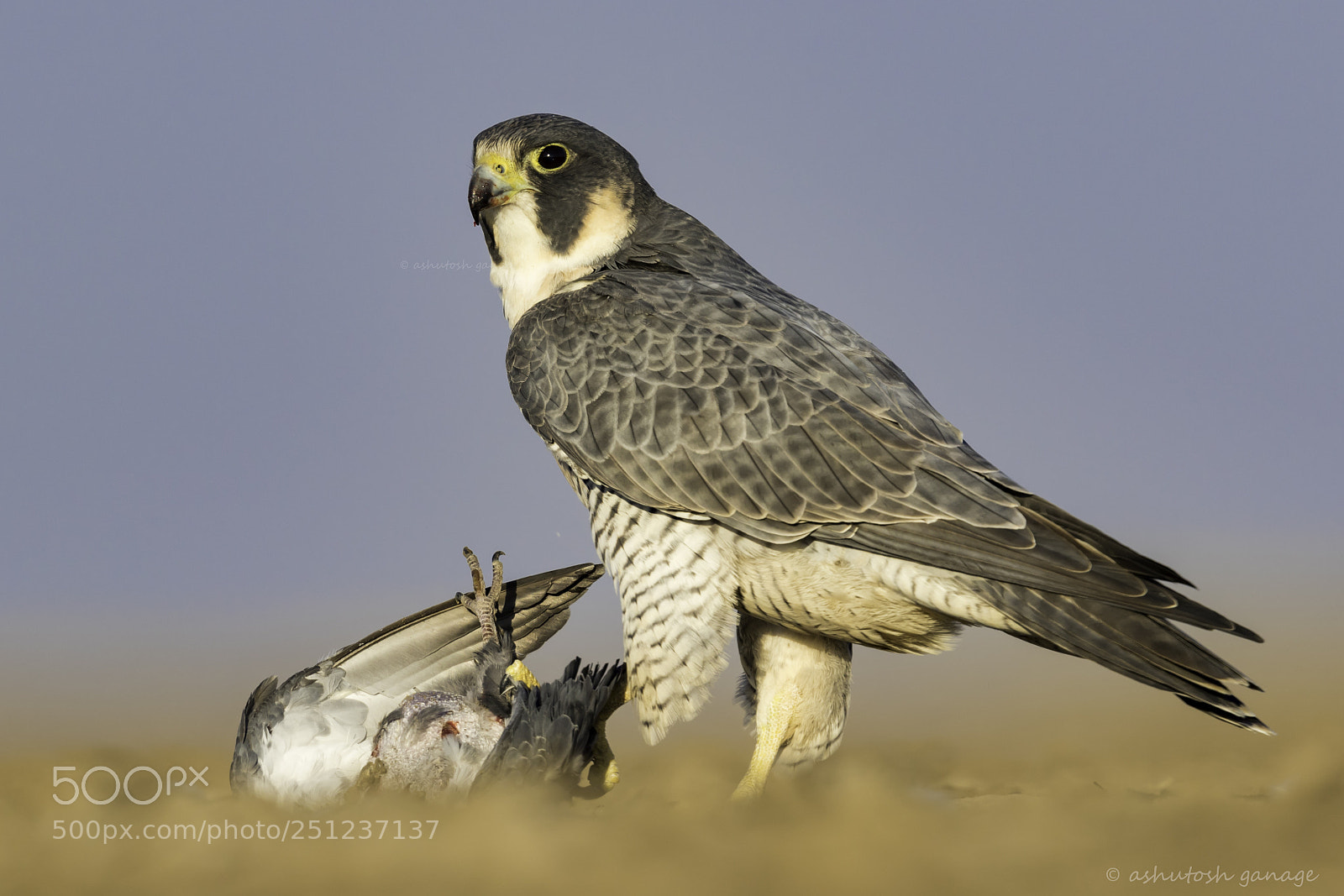 Canon EOS 7D Mark II sample photo. Peregrine falcon photography