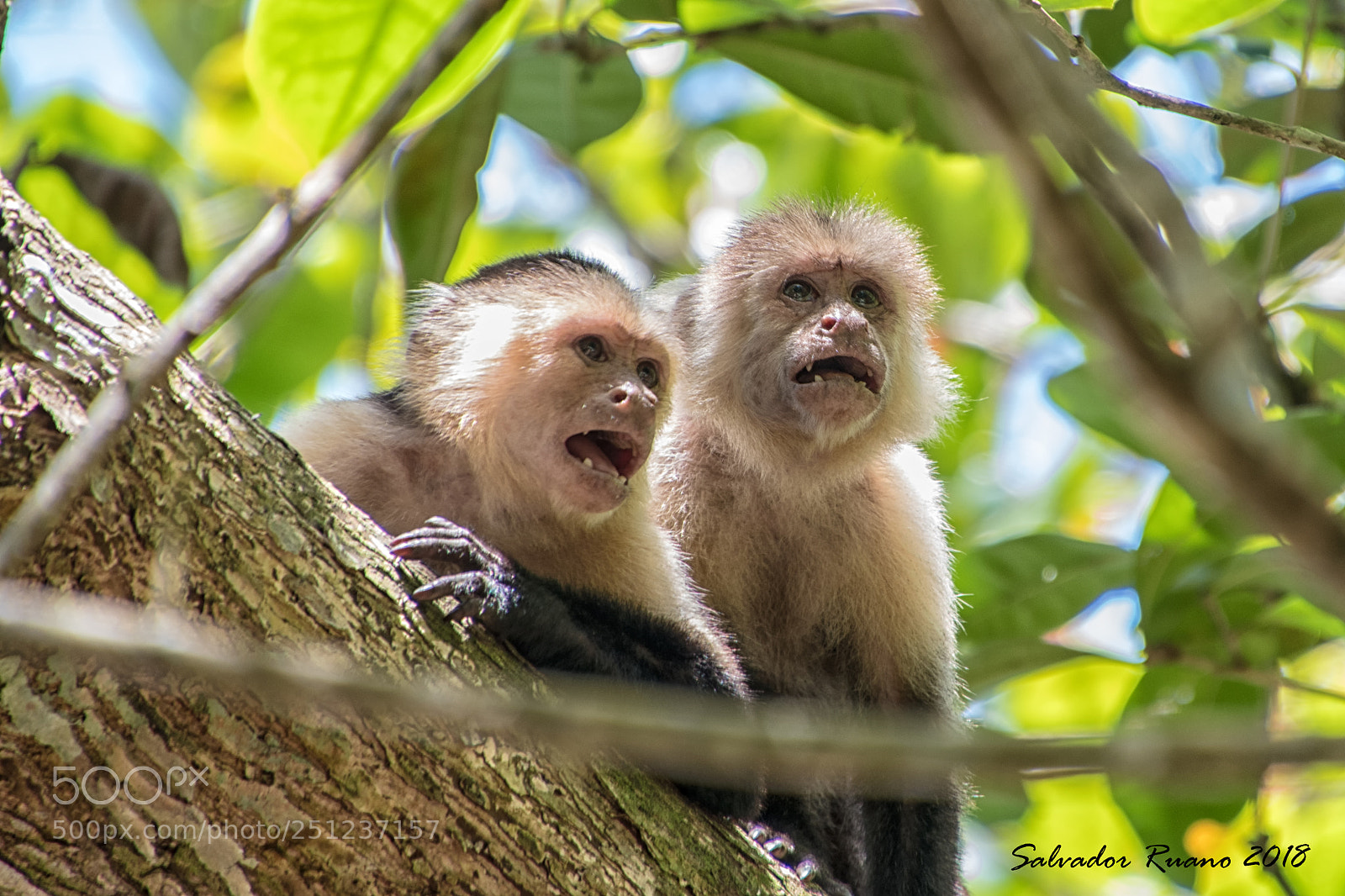 Nikon D7500 sample photo. Cebus capucinus photography