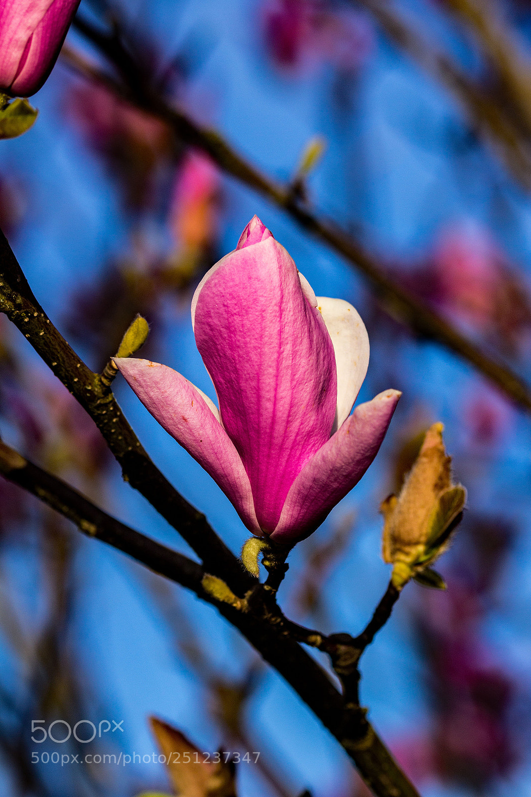 Canon EOS 60D sample photo. Blossom photography