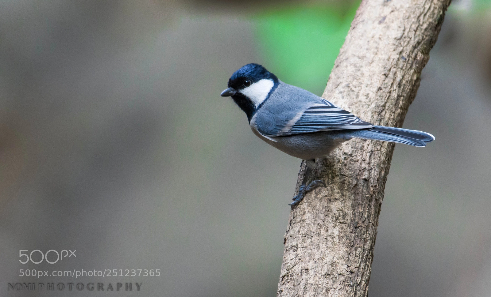 Nikon D7200 sample photo. Cinereous tit photography