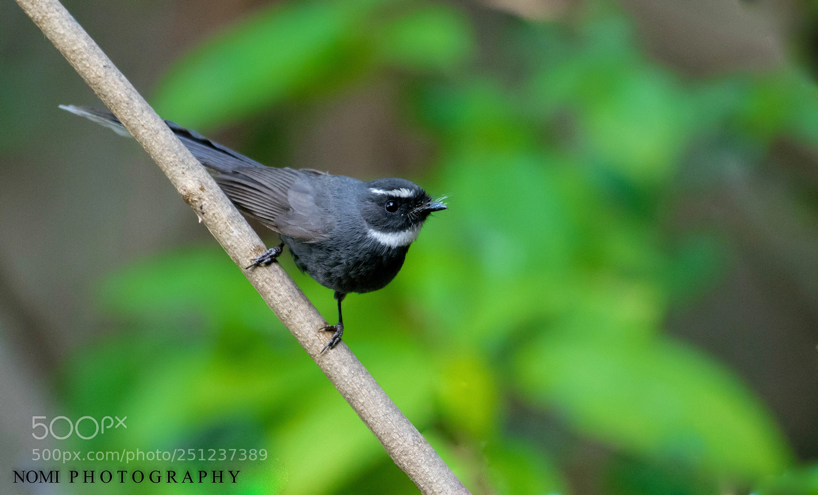 Nikon D7200 sample photo. White-throated fantail photography