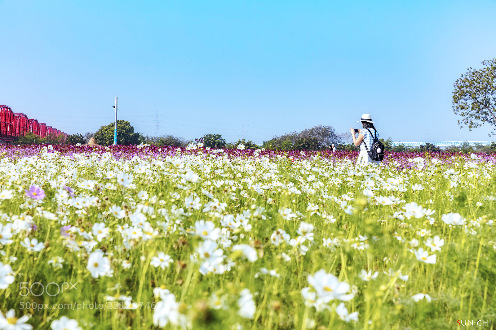 Canon EOS 5DS sample photo. 玻斯菊奇遇 photography