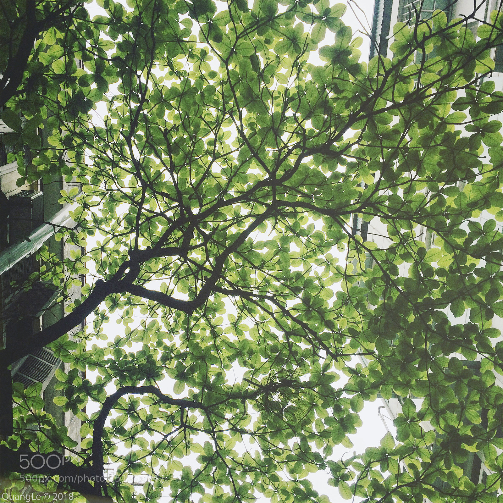 Apple iPhone 5s sample photo. Summer is coming photography