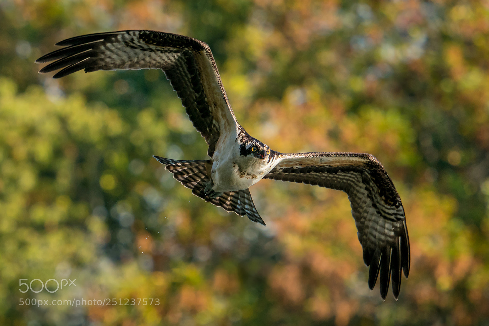 Sony a9 sample photo. Osprey flight vi photography