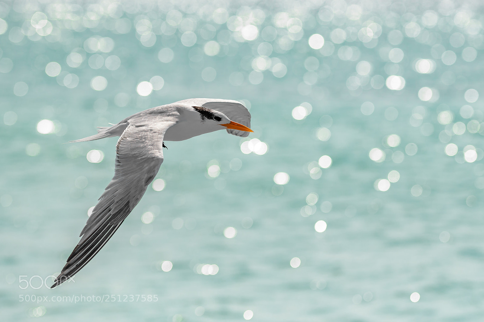 Nikon D500 sample photo. Siesta key sea gull photography