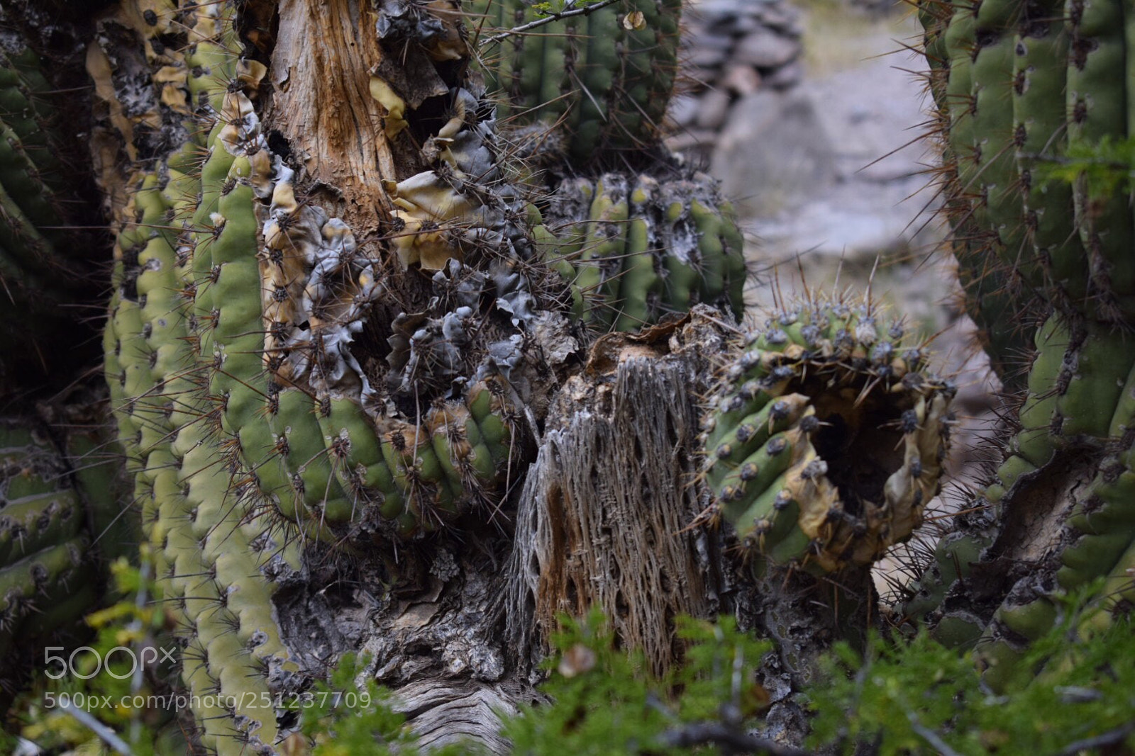 Nikon D5300 sample photo. Untitled photography