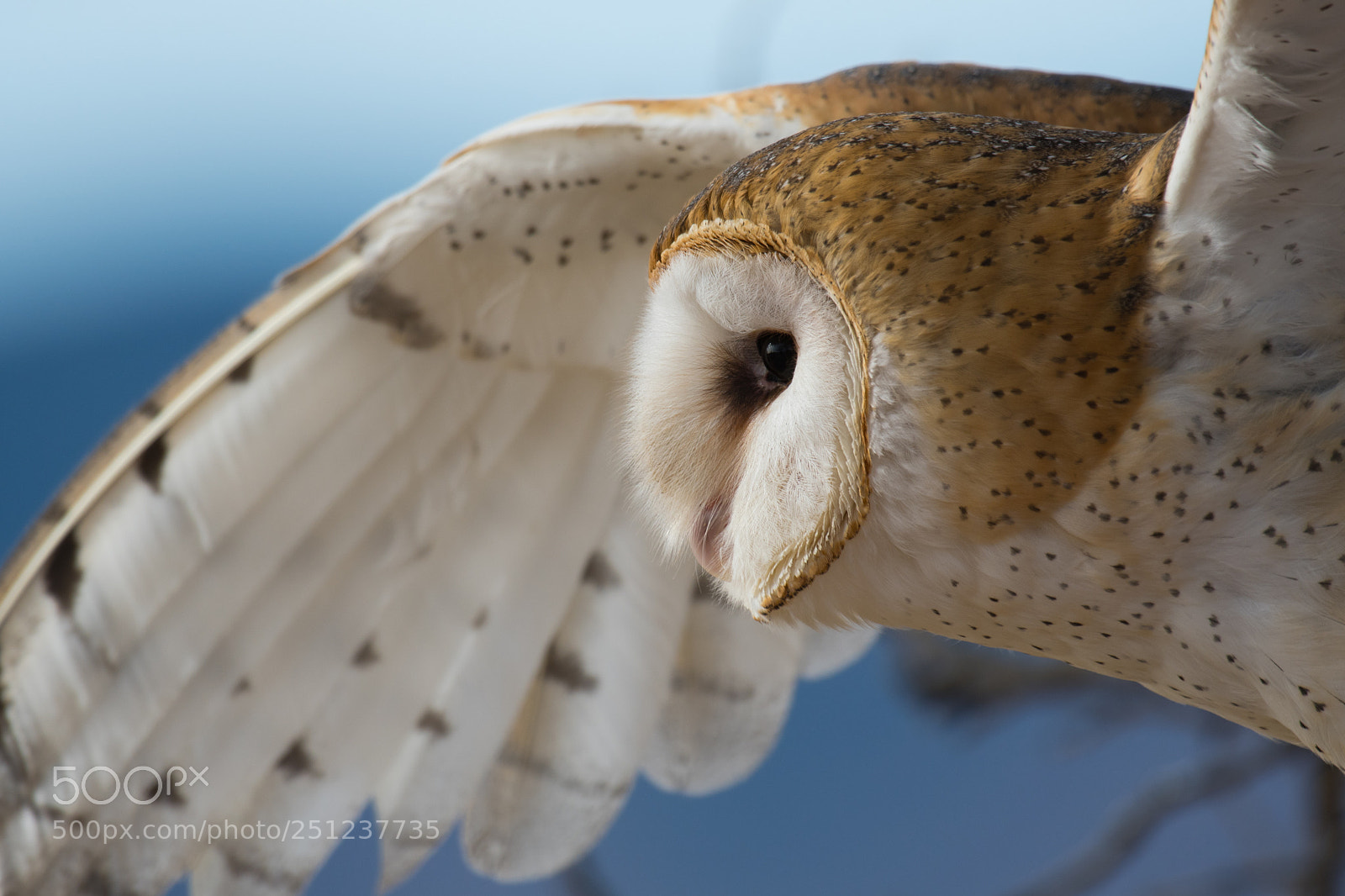 Nikon D500 sample photo. Barn owl portrait photography