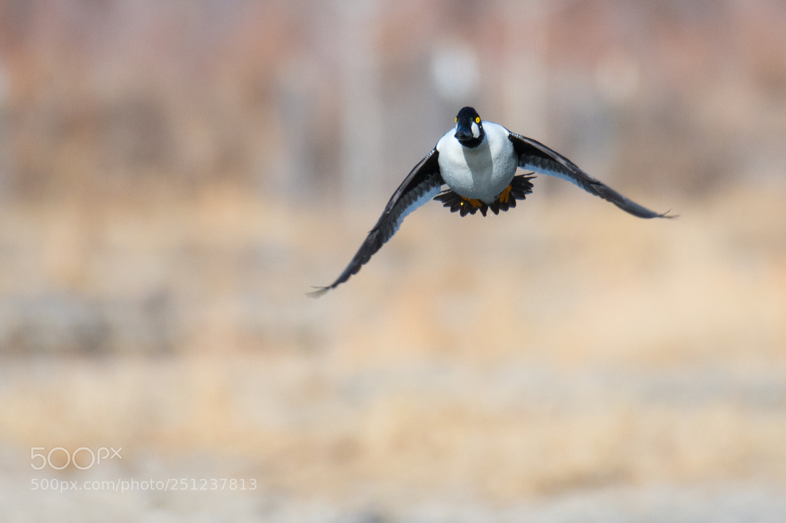 Nikon D500 sample photo. Common goldeneye photography