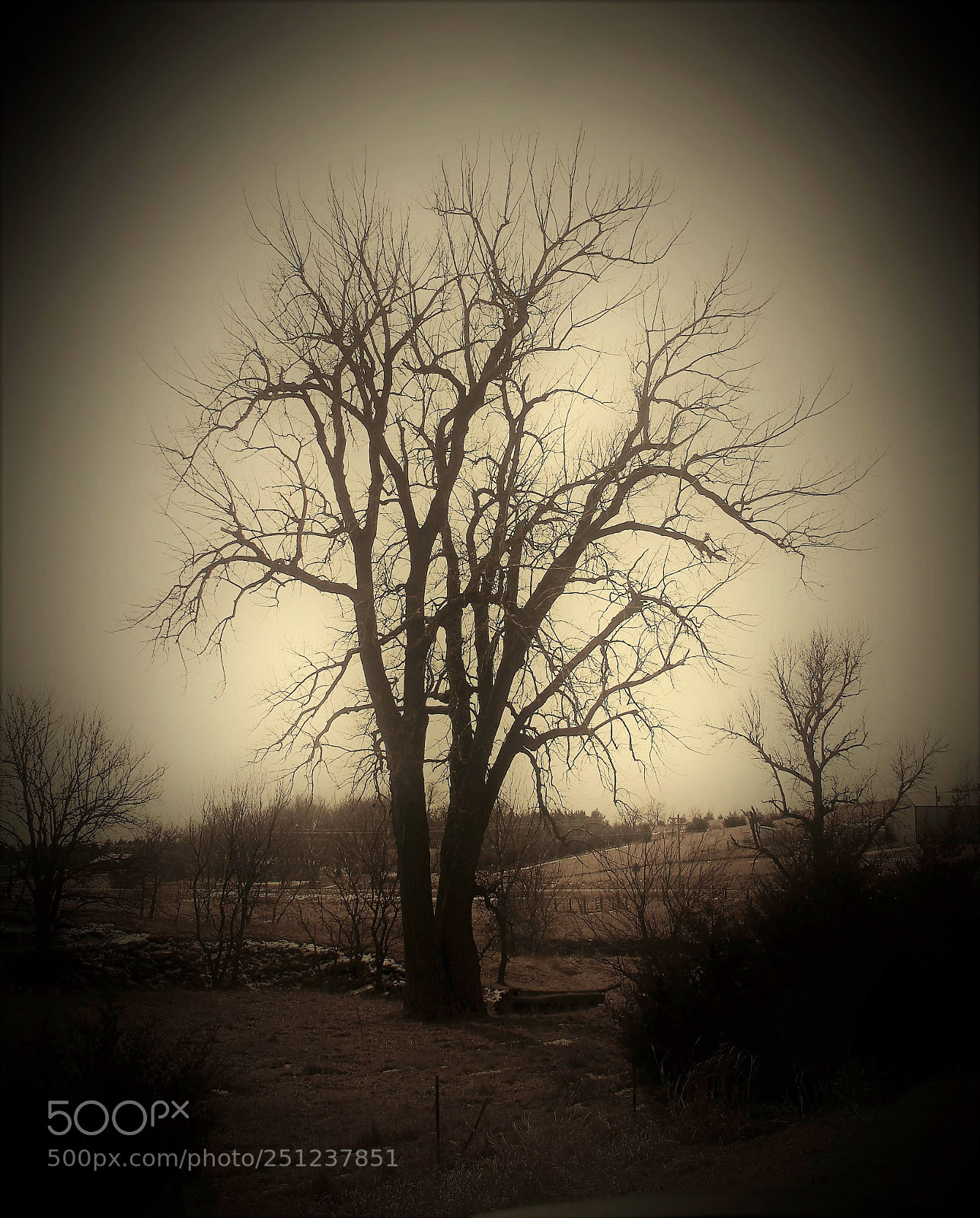 Canon EOS 500D (EOS Rebel T1i / EOS Kiss X3) sample photo. Back pasture tree photography