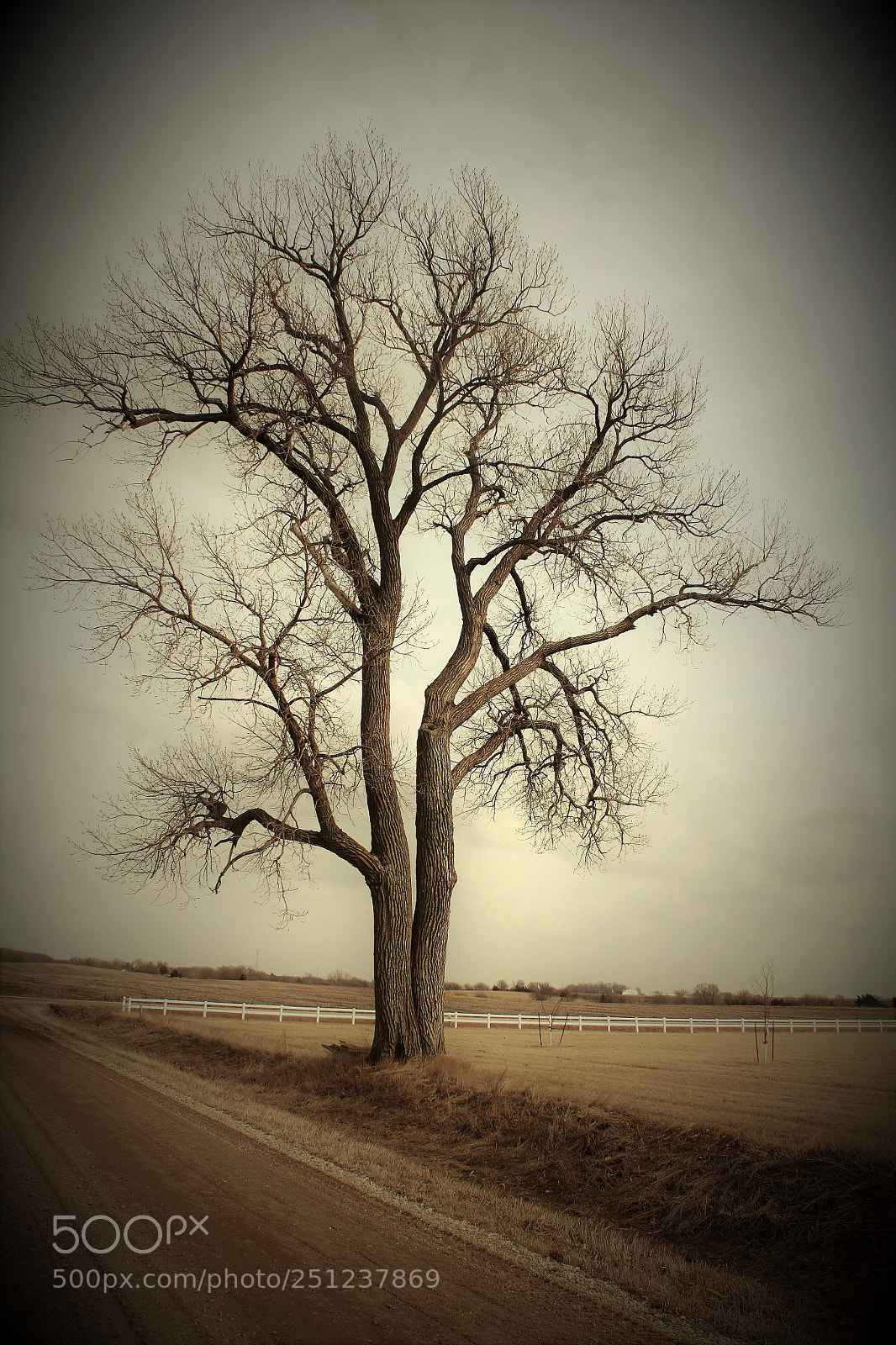 Canon EOS 500D (EOS Rebel T1i / EOS Kiss X3) sample photo. Roadside tree photography