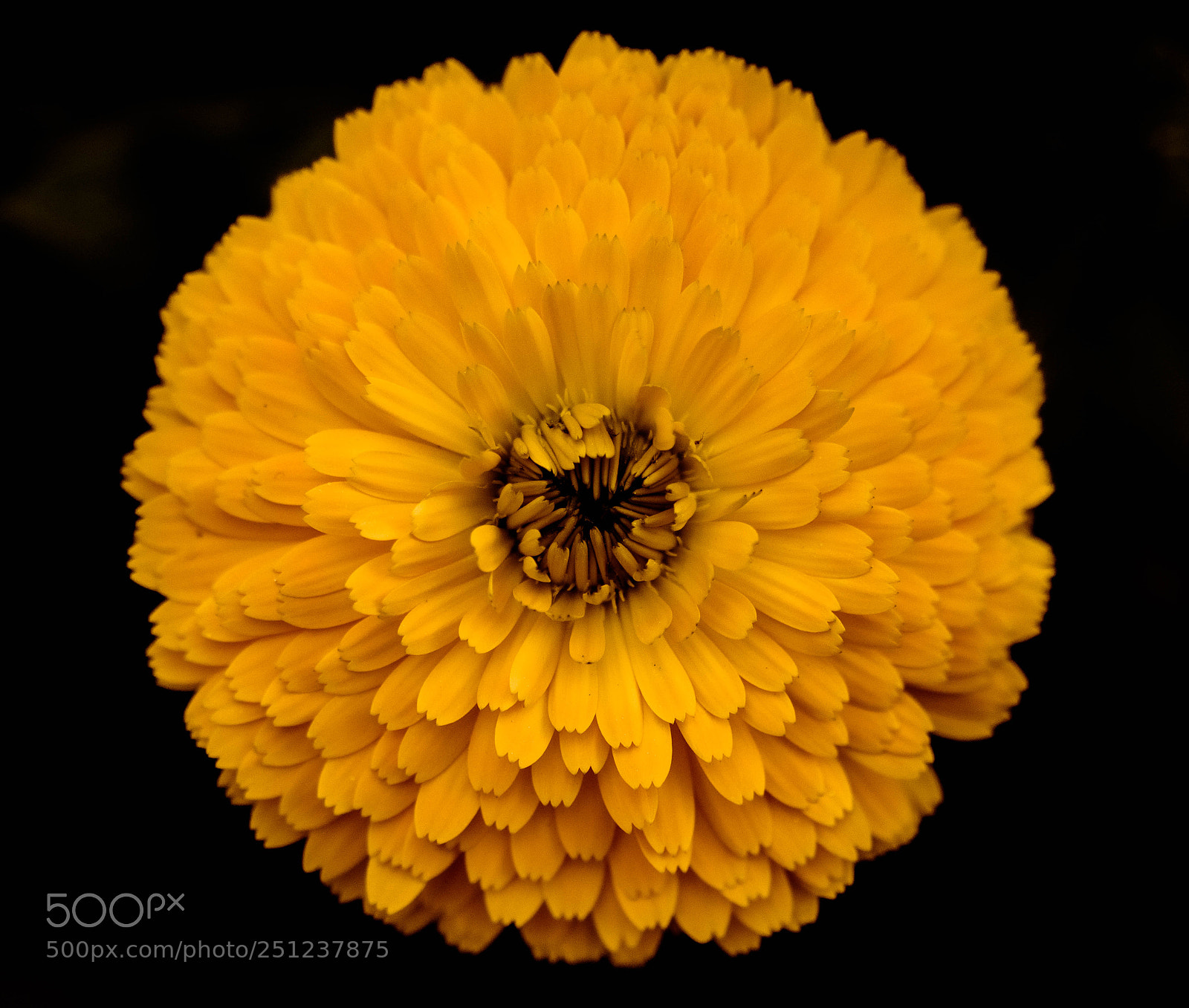 Nikon D3300 sample photo. Y flower photography