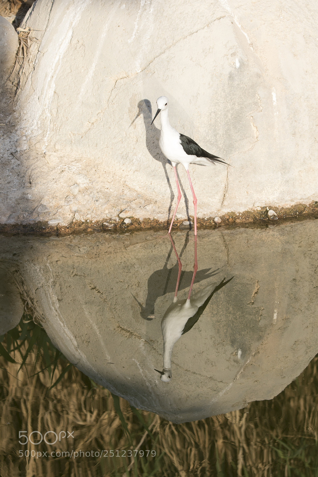 Canon EOS 7D Mark II sample photo. Black winged stilt photography