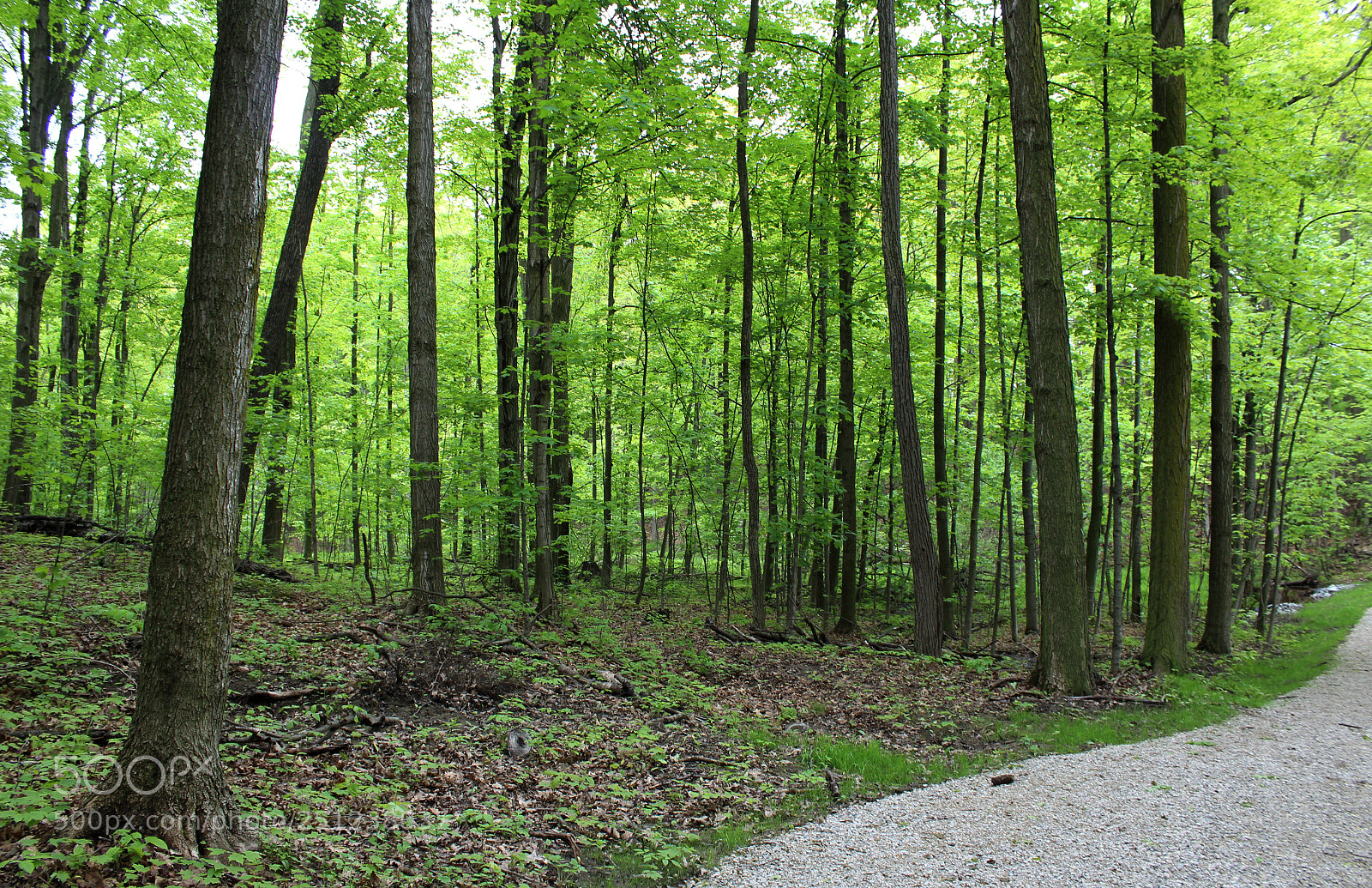 Canon EOS 1200D (EOS Rebel T5 / EOS Kiss X70 / EOS Hi) sample photo. Forest path photography