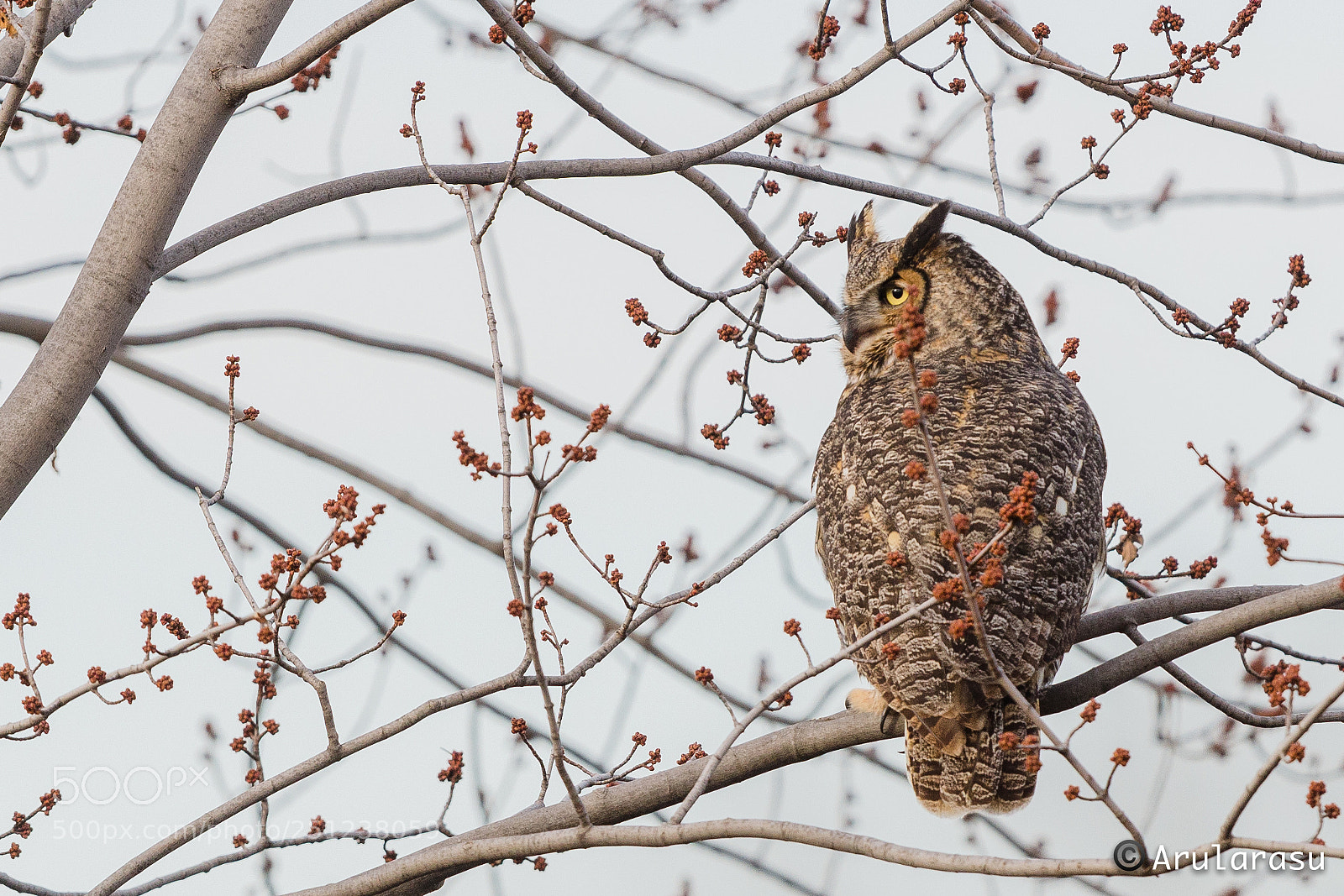 Nikon D7000 sample photo. Great horned owl photography