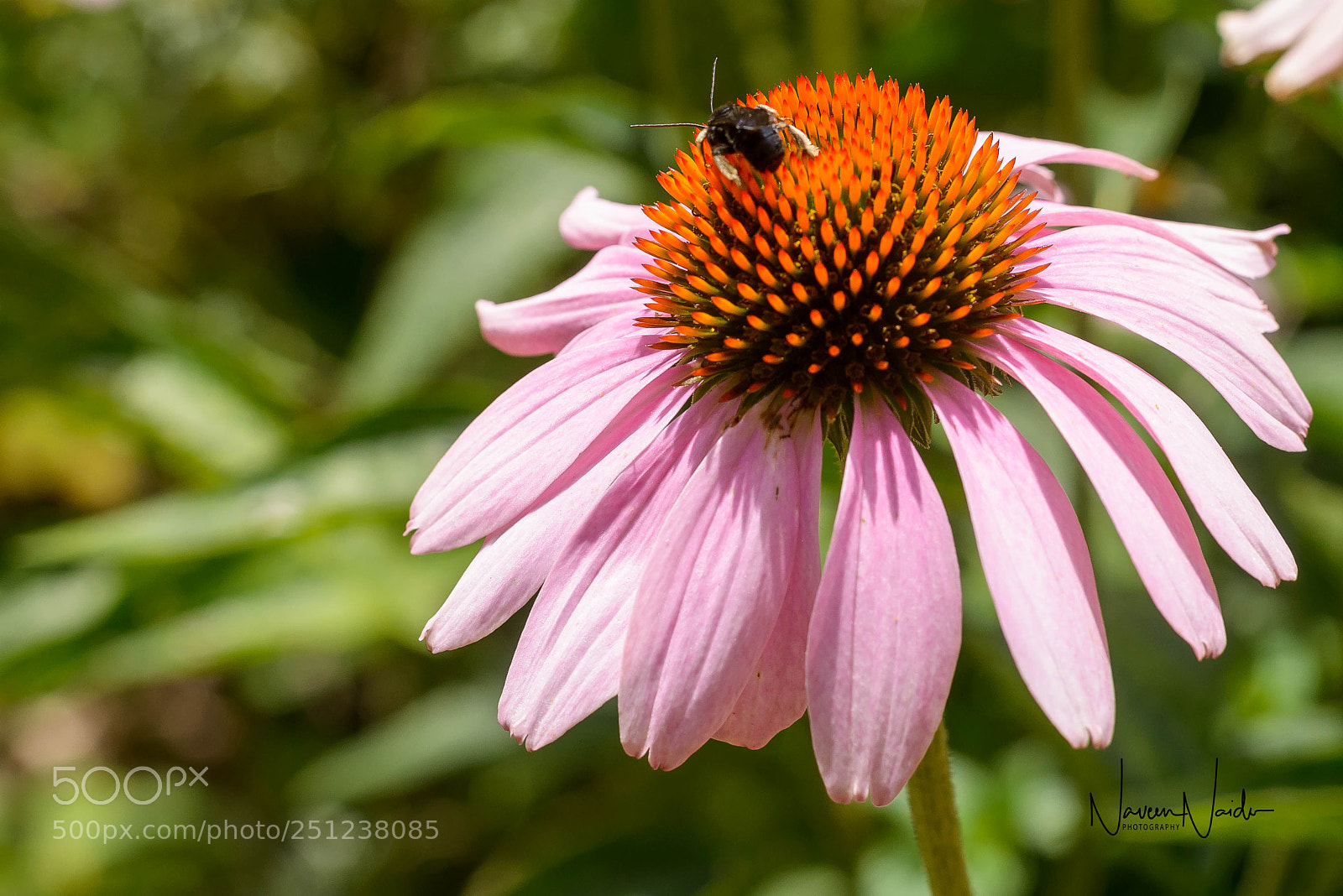 Nikon D800 sample photo. Insect on a flower photography
