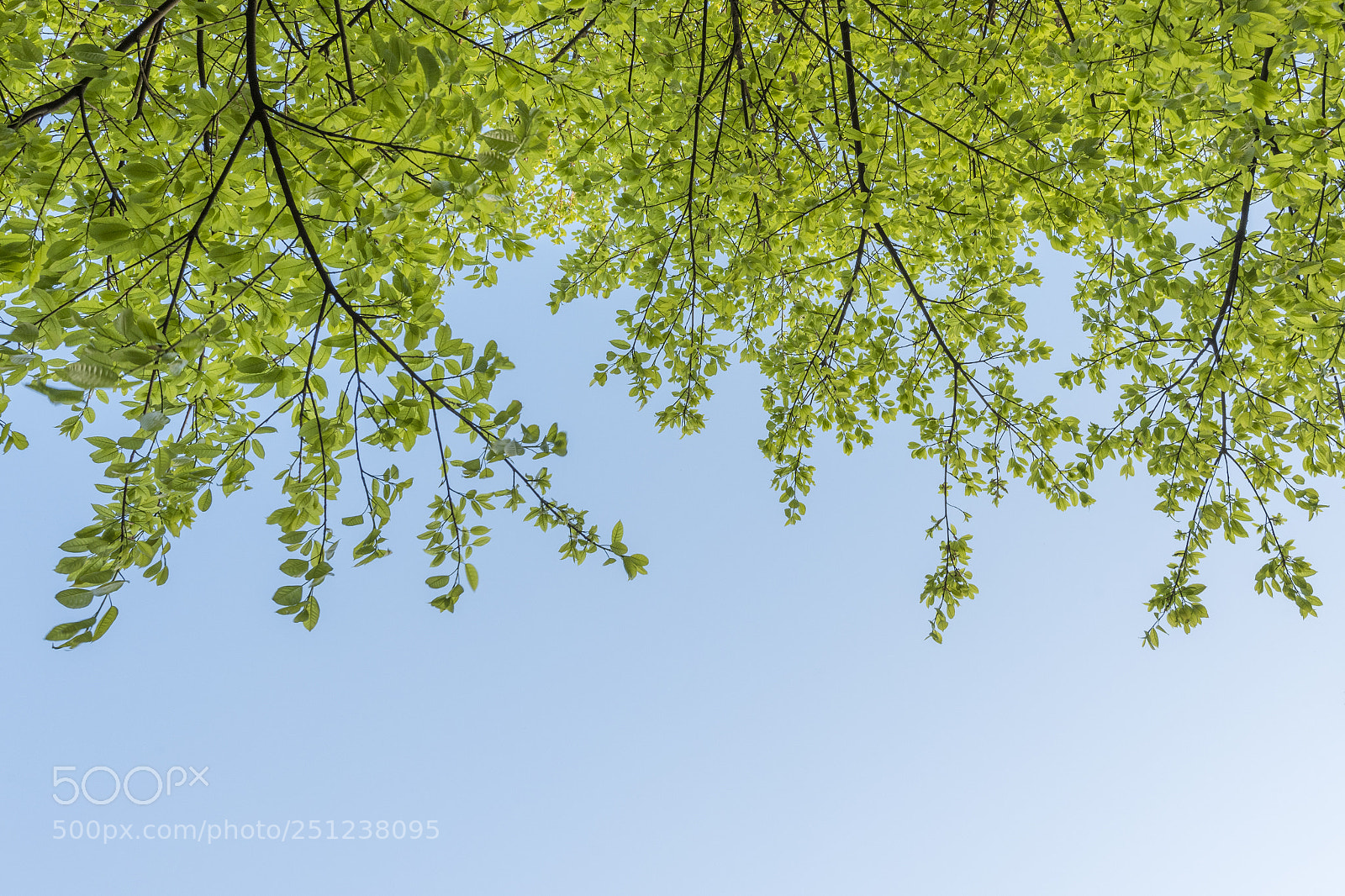 Nikon D810 sample photo. Spring coming photography
