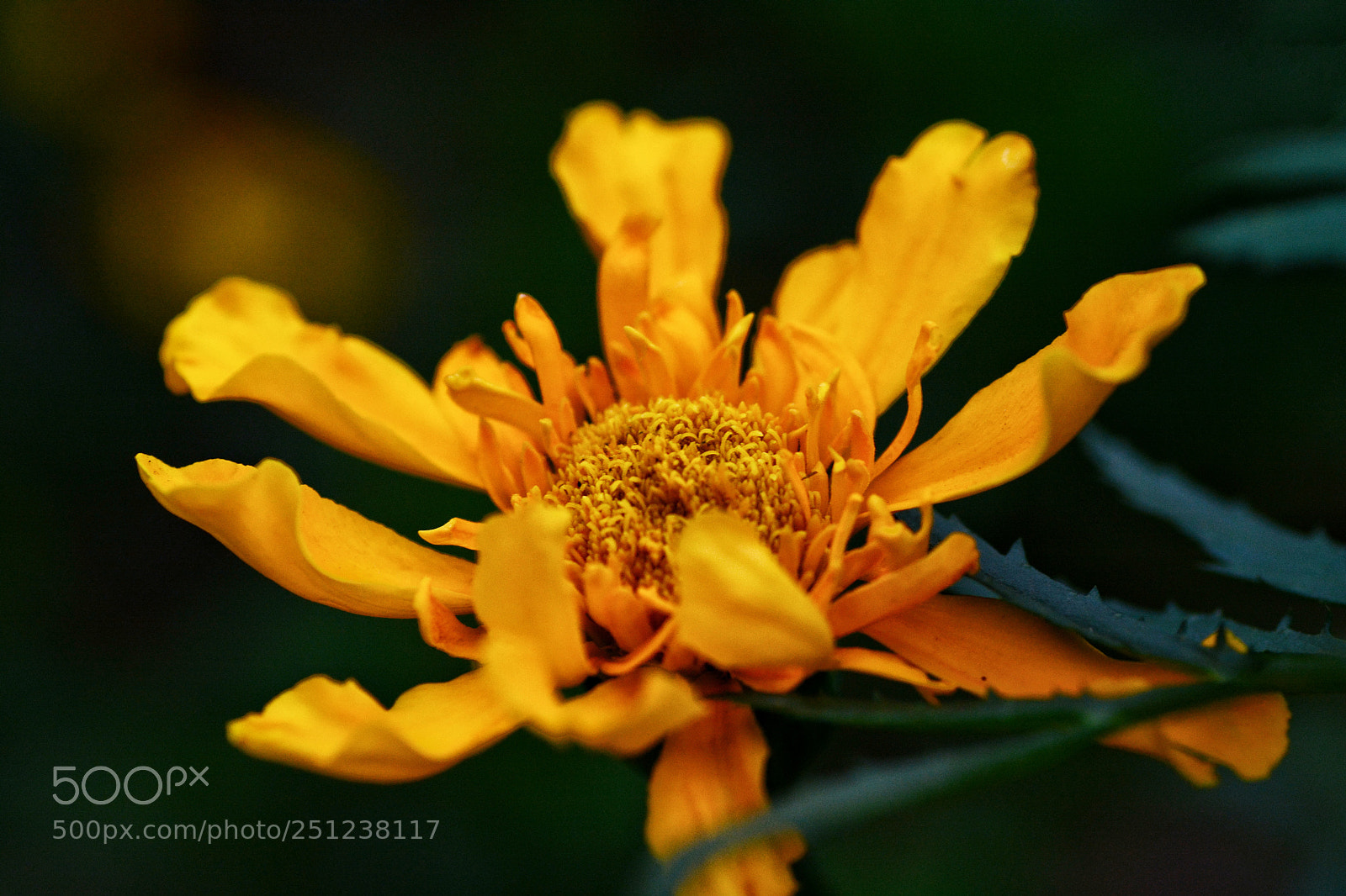 Nikon D7100 sample photo. Untitled photography