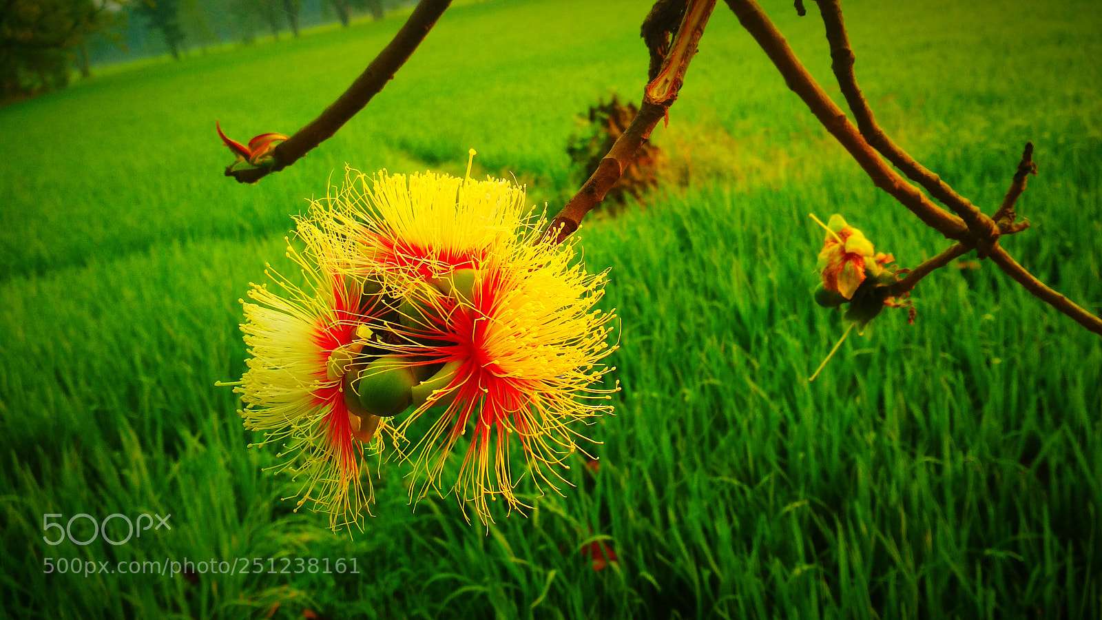 Xiaomi Redmi 4 Pro sample photo. Untitled photography