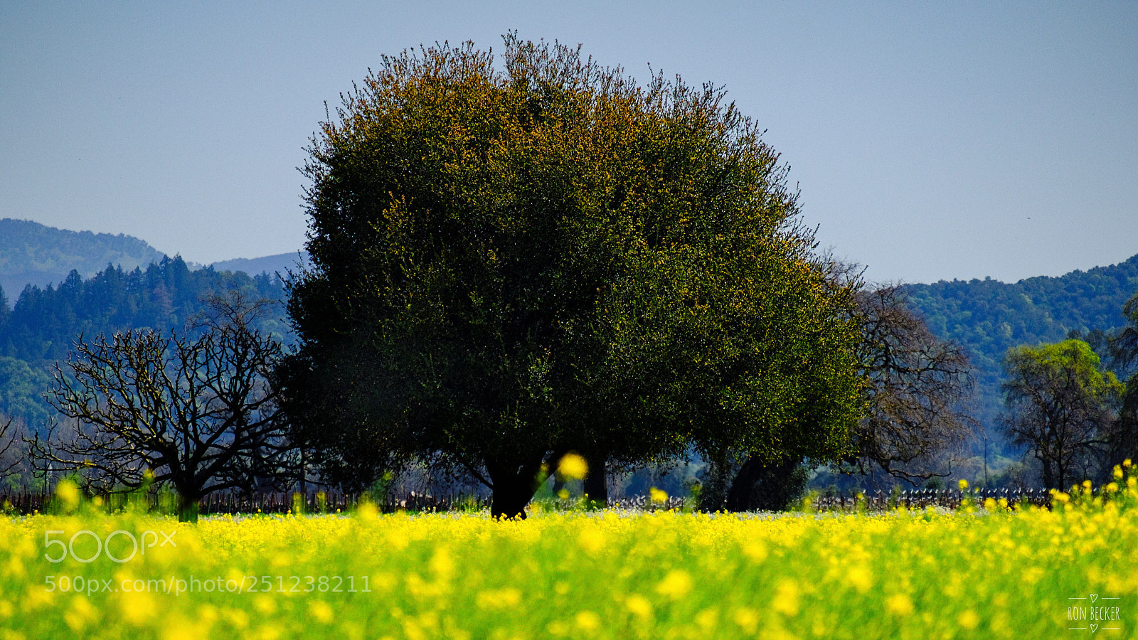 Fujifilm X-T2 sample photo. Big tree yellow field photography