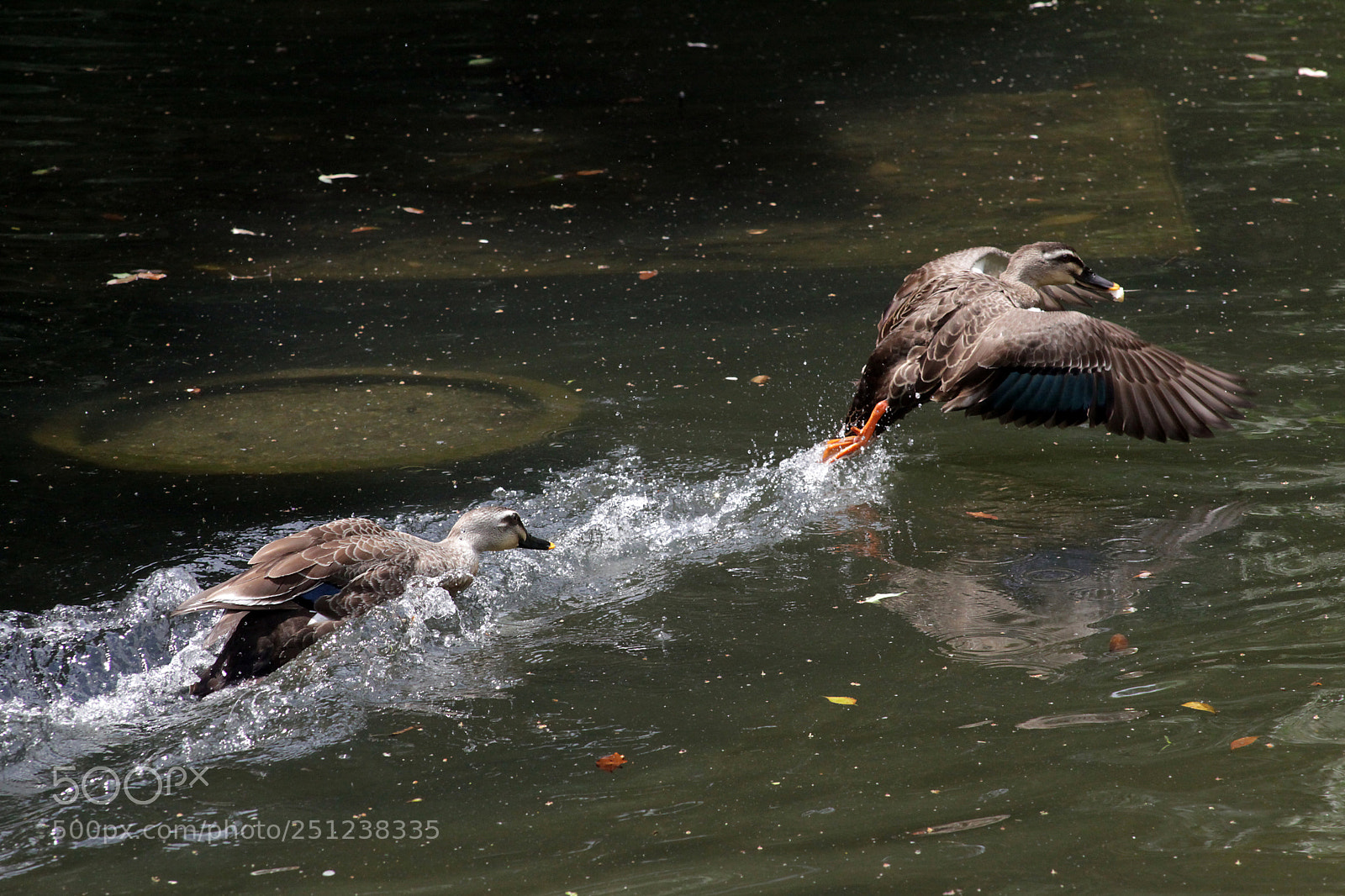 Canon EOS 5D Mark II sample photo. こらー出て行けぇ !!　get out !! photography