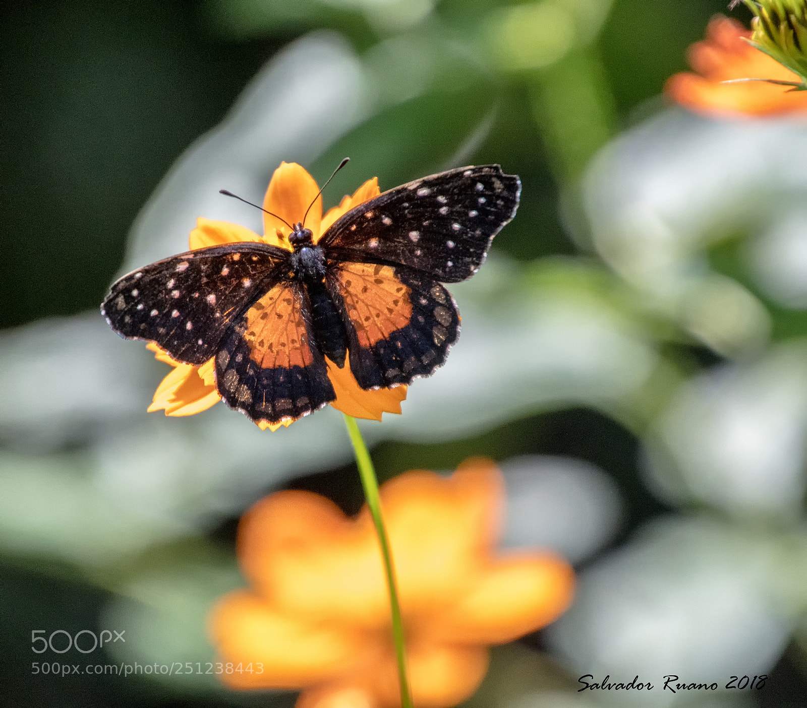 Nikon D7500 sample photo. Butterfly photography