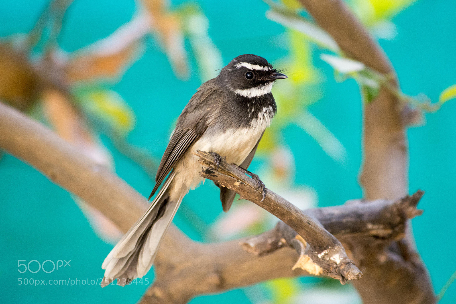 Nikon D5200 sample photo. White throated fantail photography