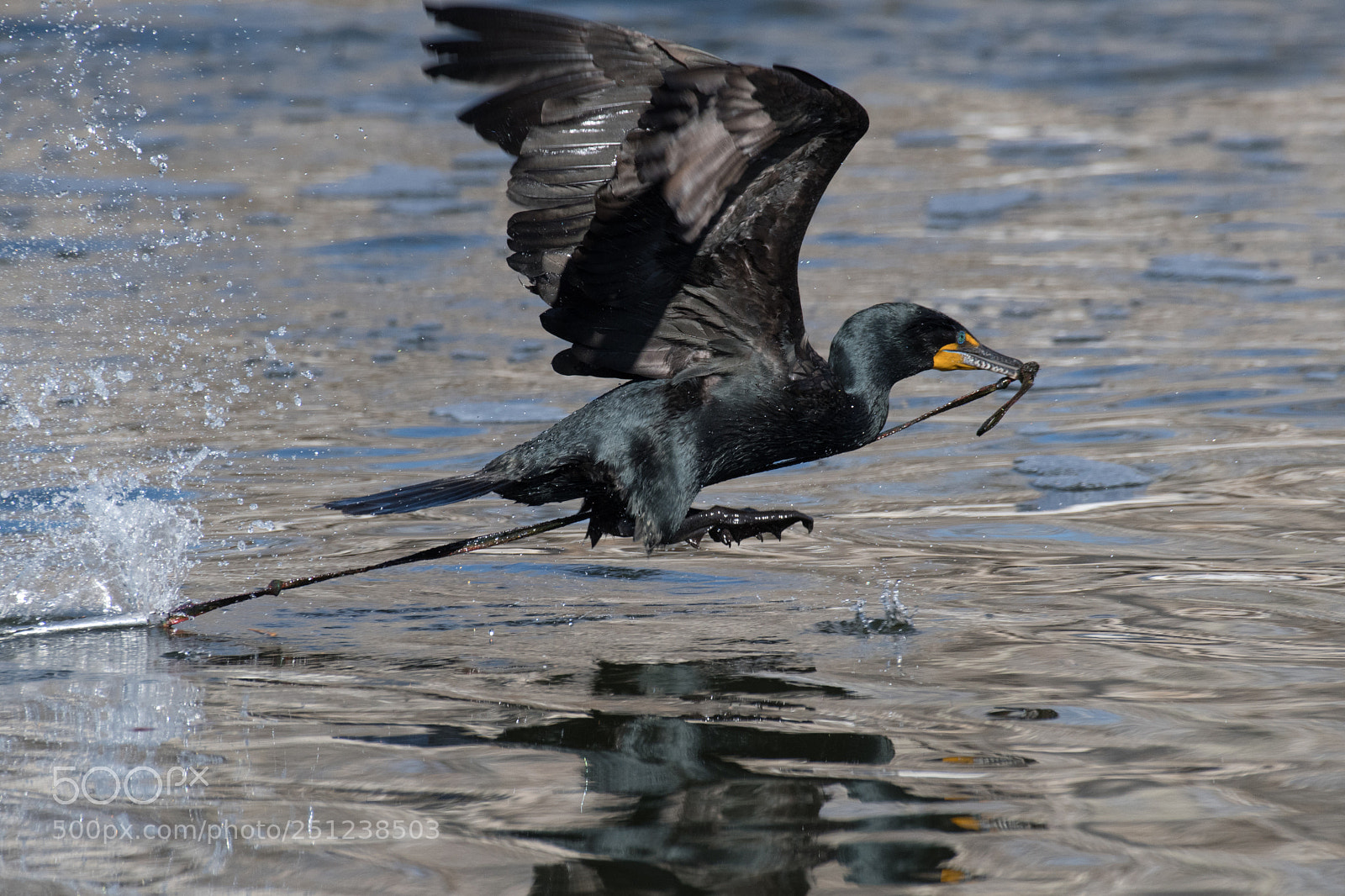 Nikon D500 sample photo. Double-crested cormorant pulling something photography