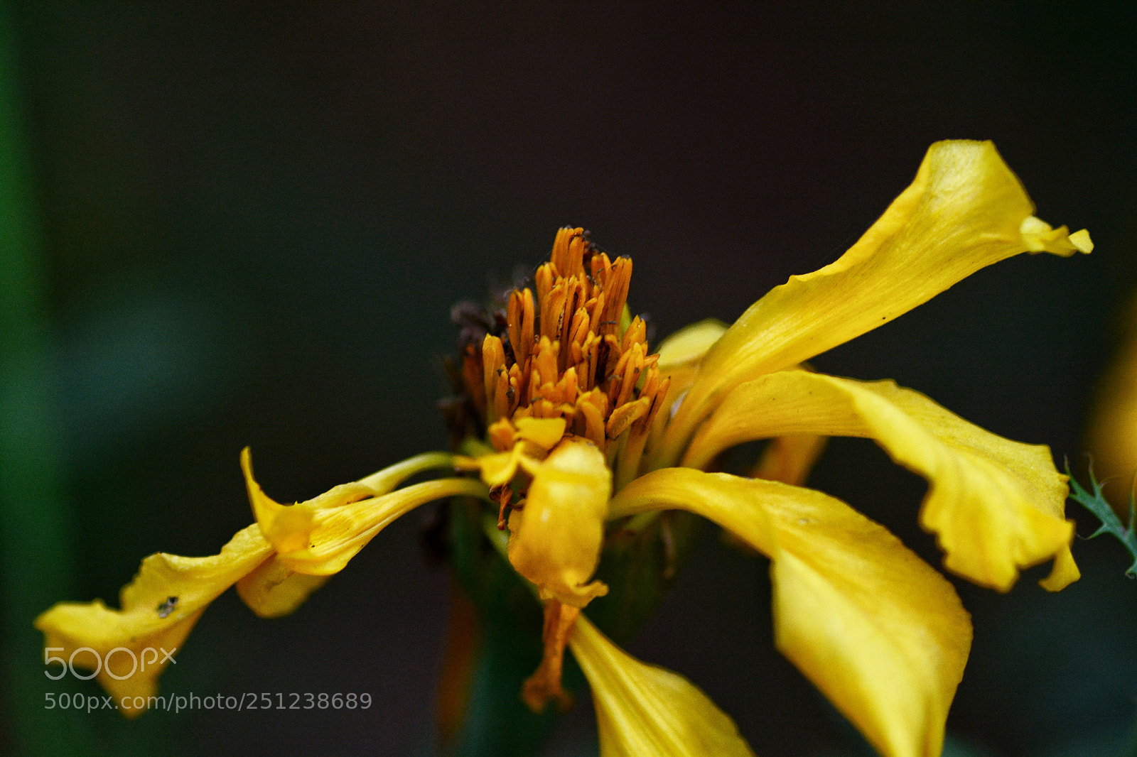 Nikon D7100 sample photo. Untitled photography