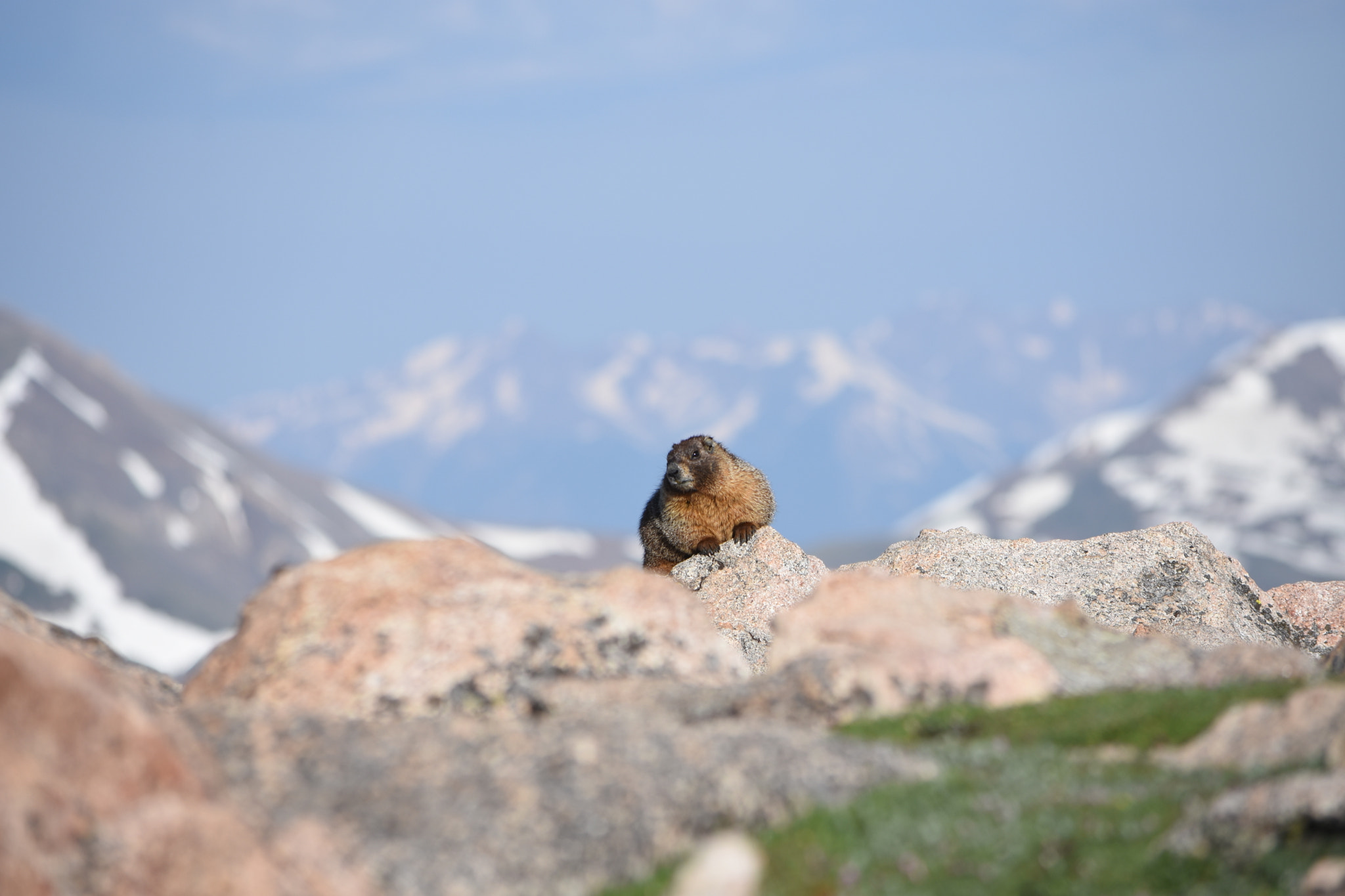 Nikon D7200 sample photo. Marmot in the mountains photography