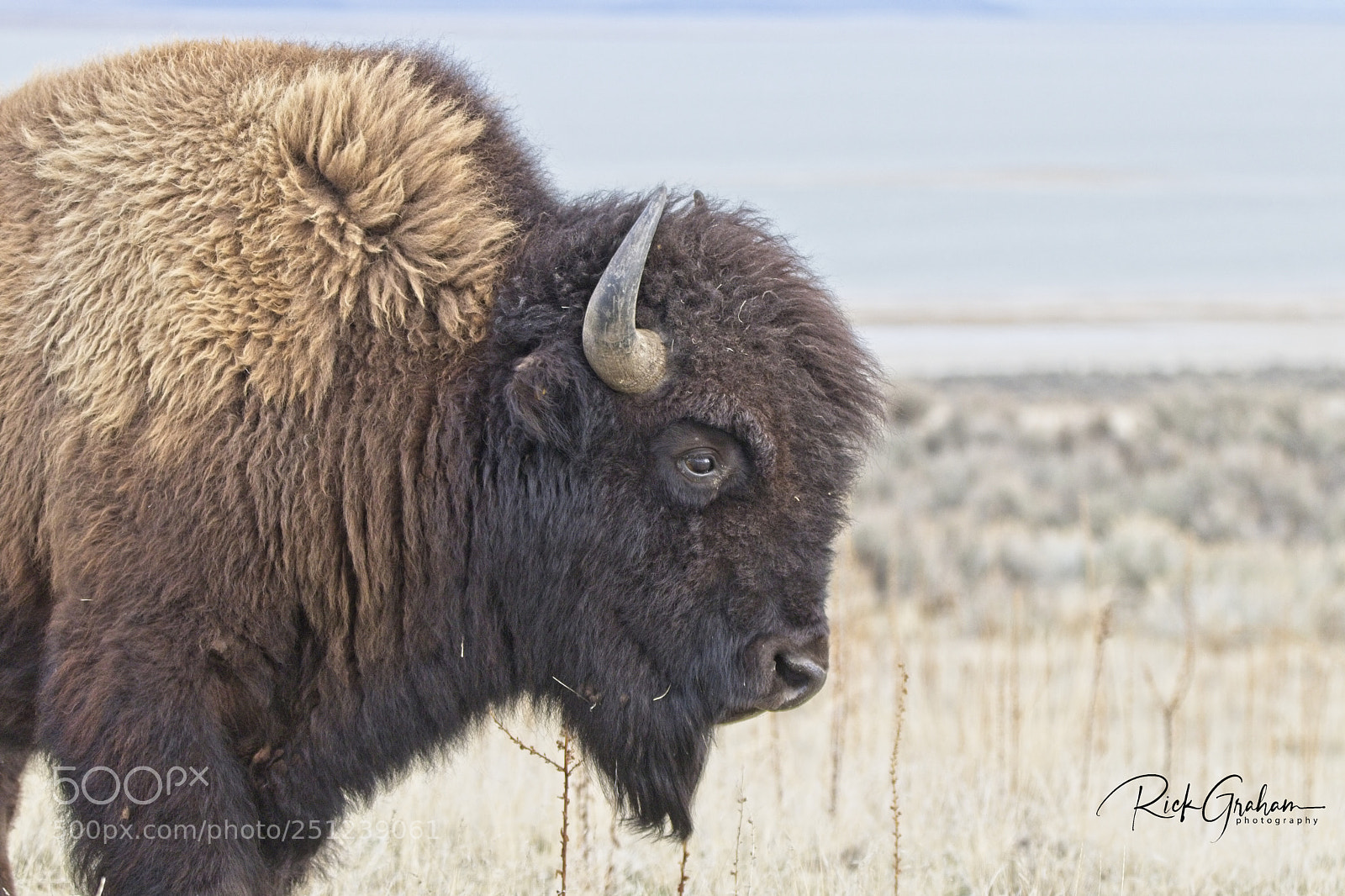 Canon EOS 80D sample photo. American bison photography