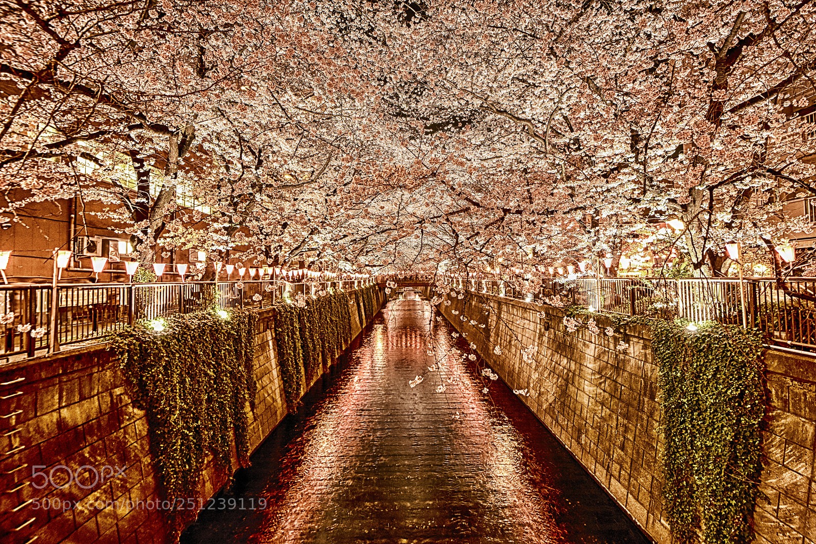 Nikon D810 sample photo. Sakura night view photography