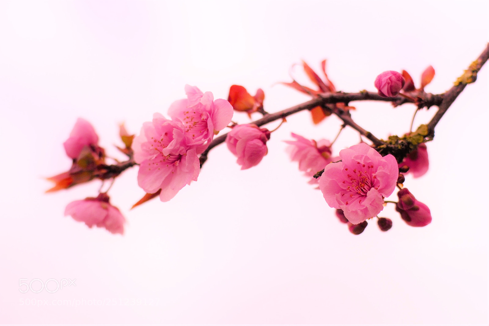 Canon EOS 60D sample photo. Cherry-- “娇” photography