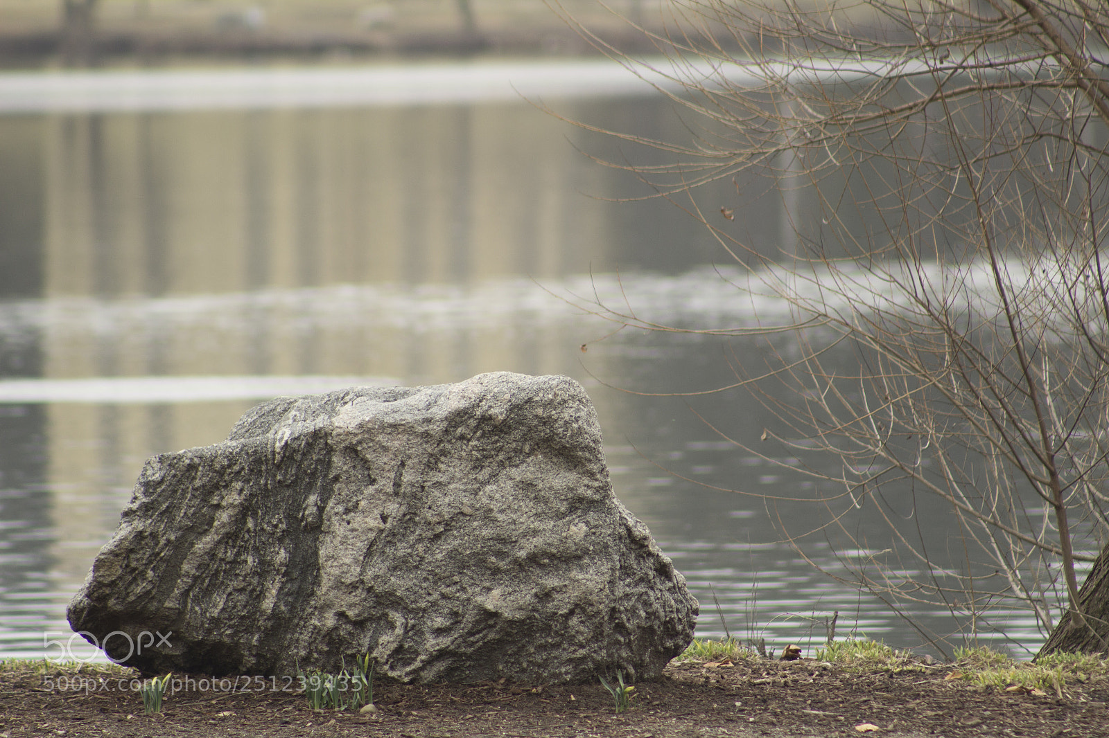 Canon EOS 1200D (EOS Rebel T5 / EOS Kiss X70 / EOS Hi) sample photo. Branches and rock. photography