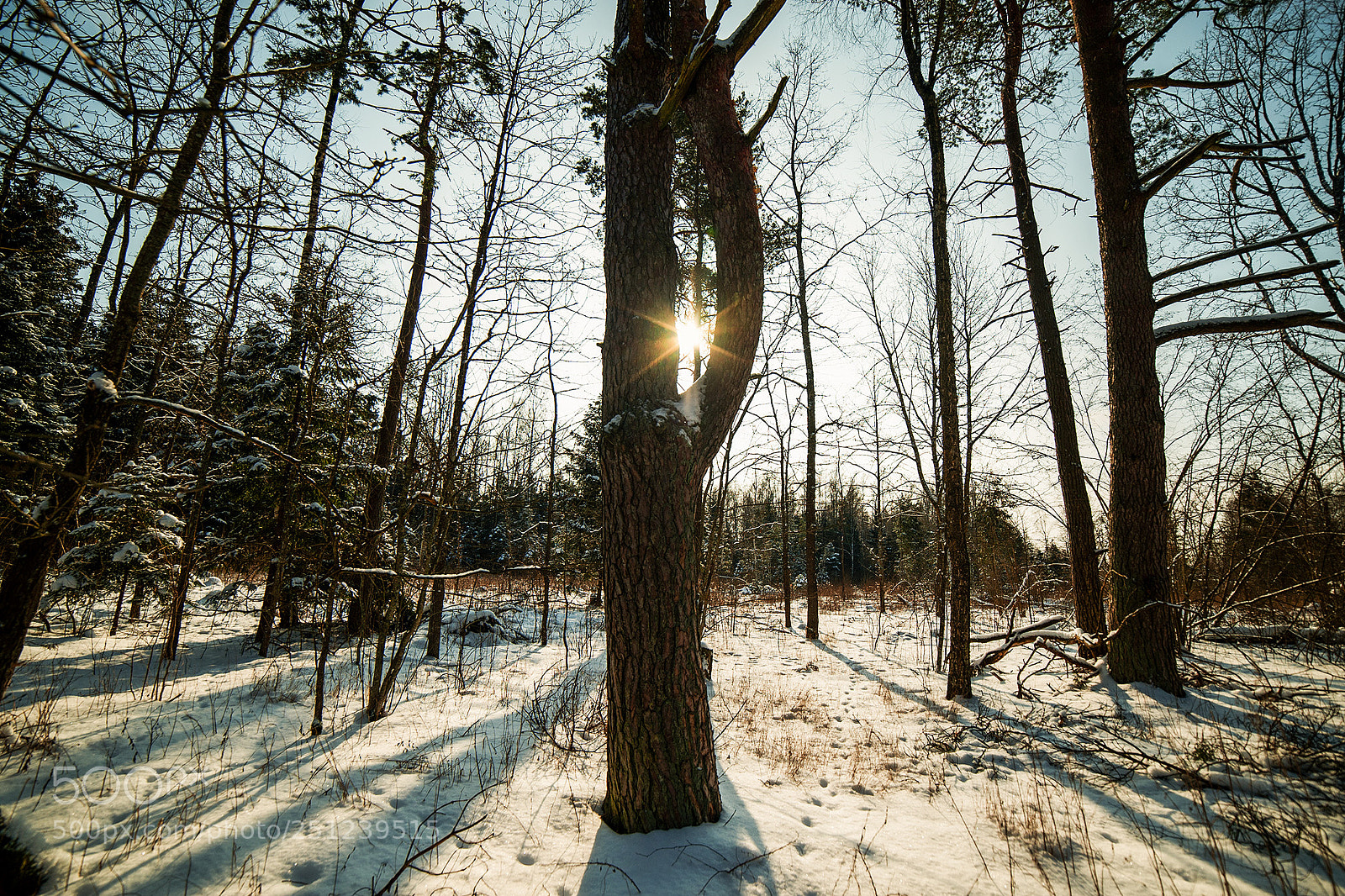 Nikon D3 sample photo. In the forest photography